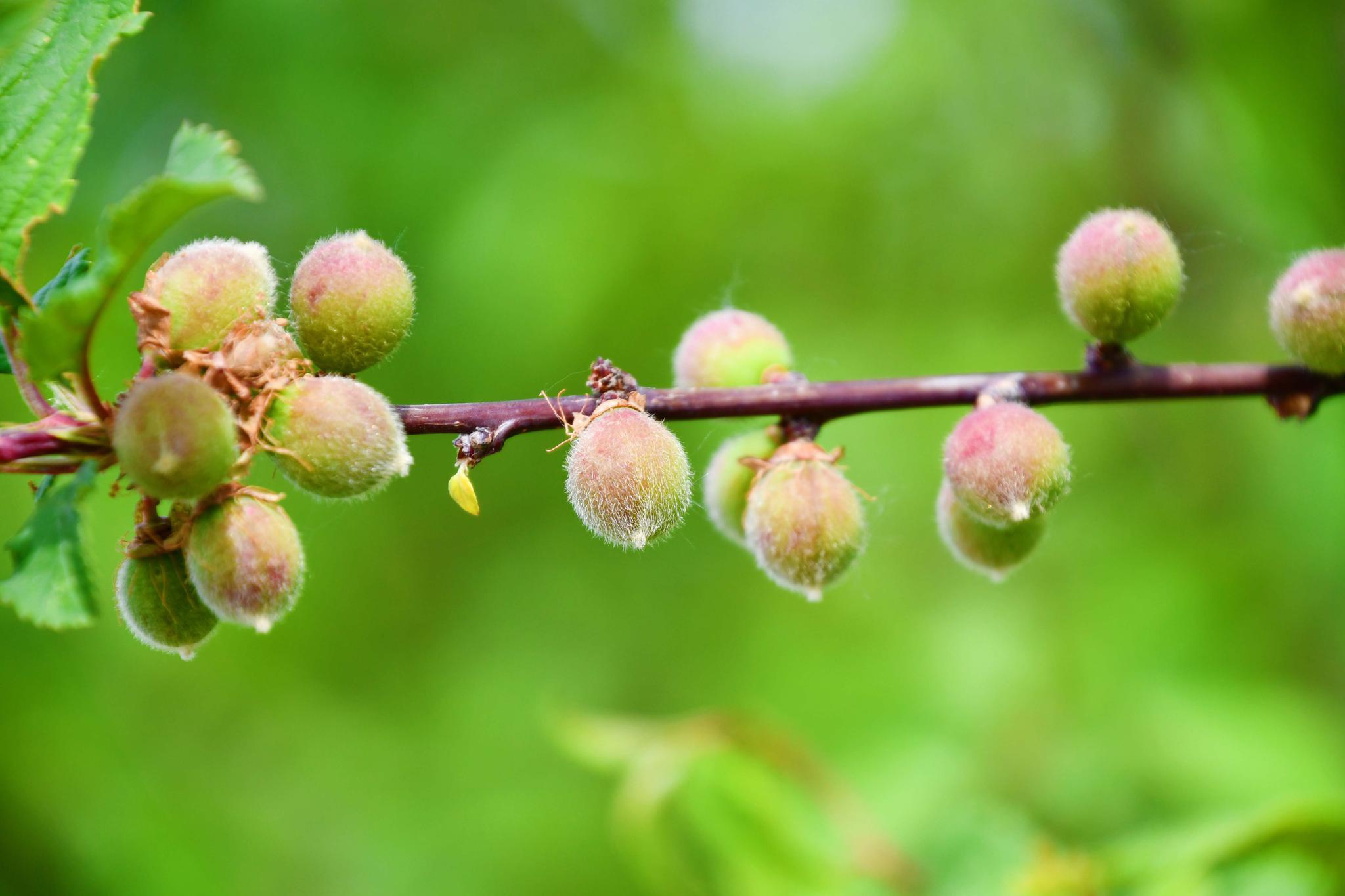 榆叶梅果实,原创拍摄