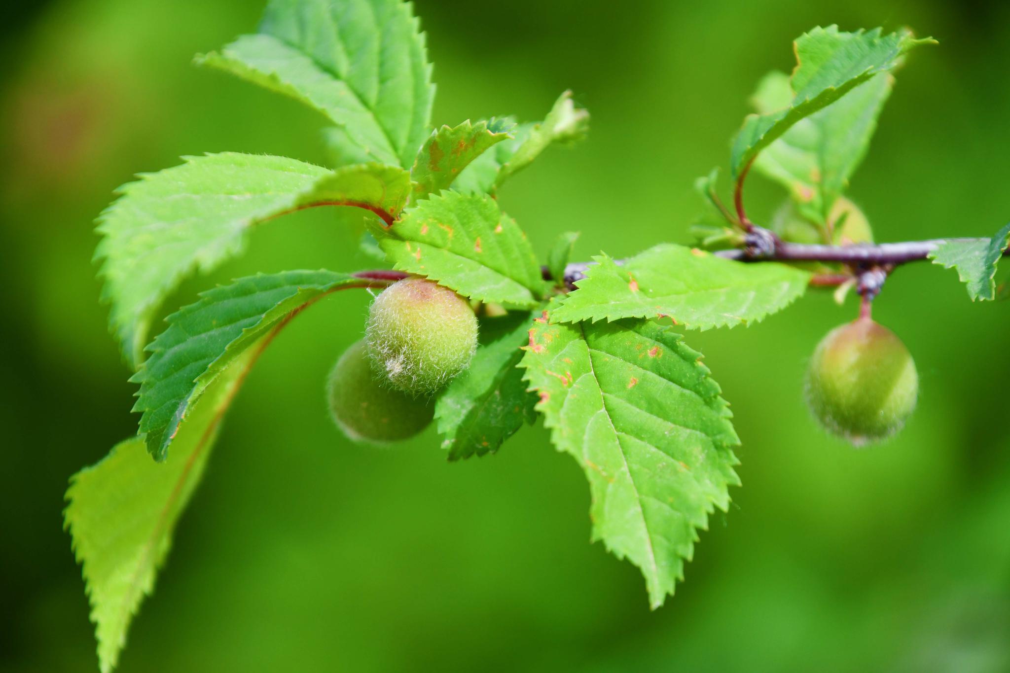 榆叶梅果实,原创拍摄