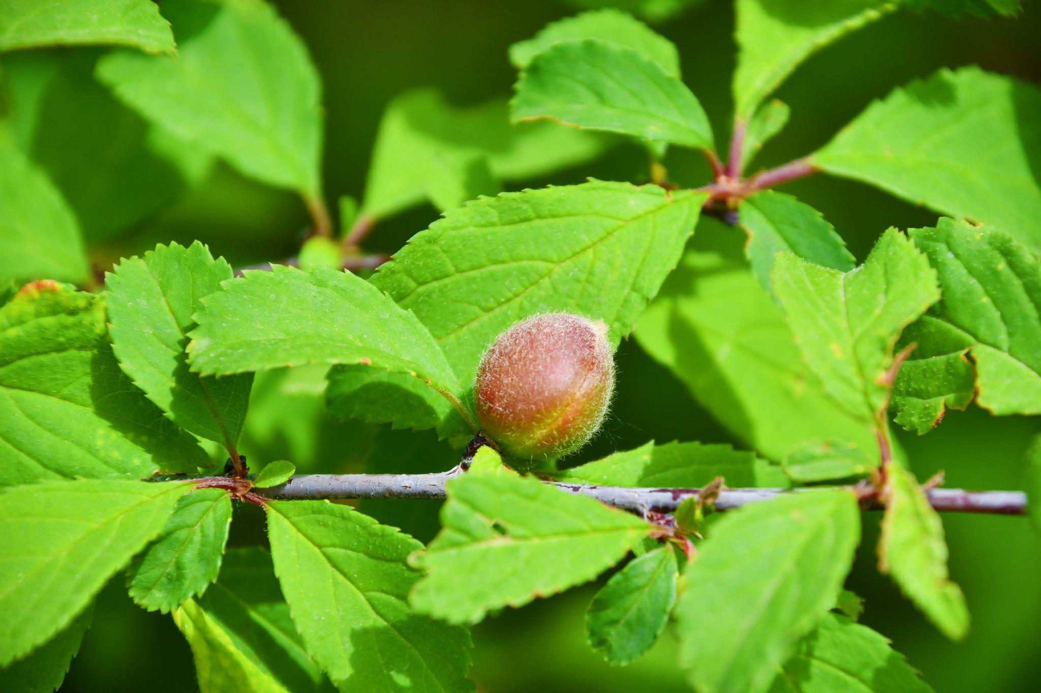 榆叶梅果实,原创拍摄