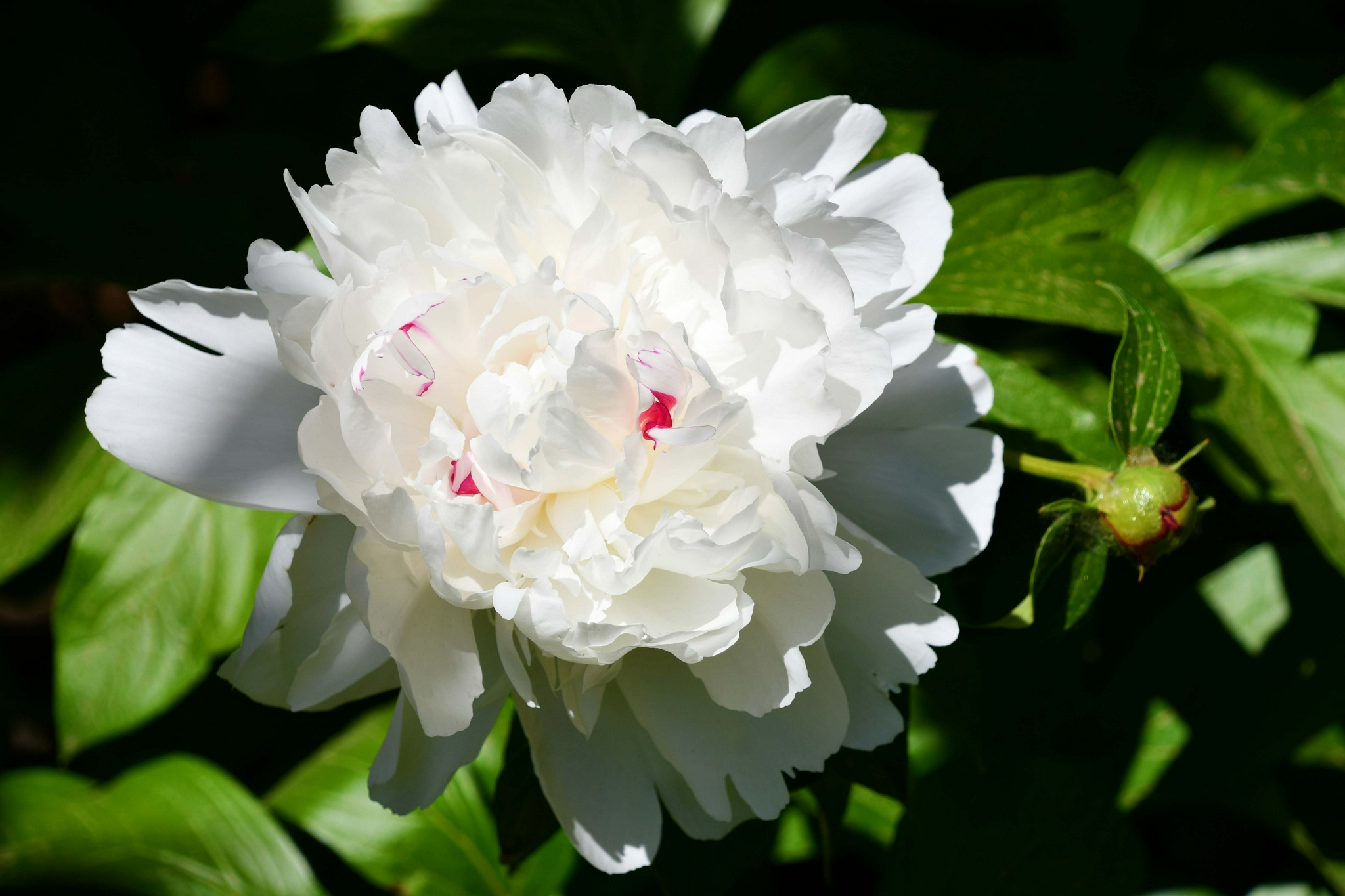 雪白的芍药花原创拍摄