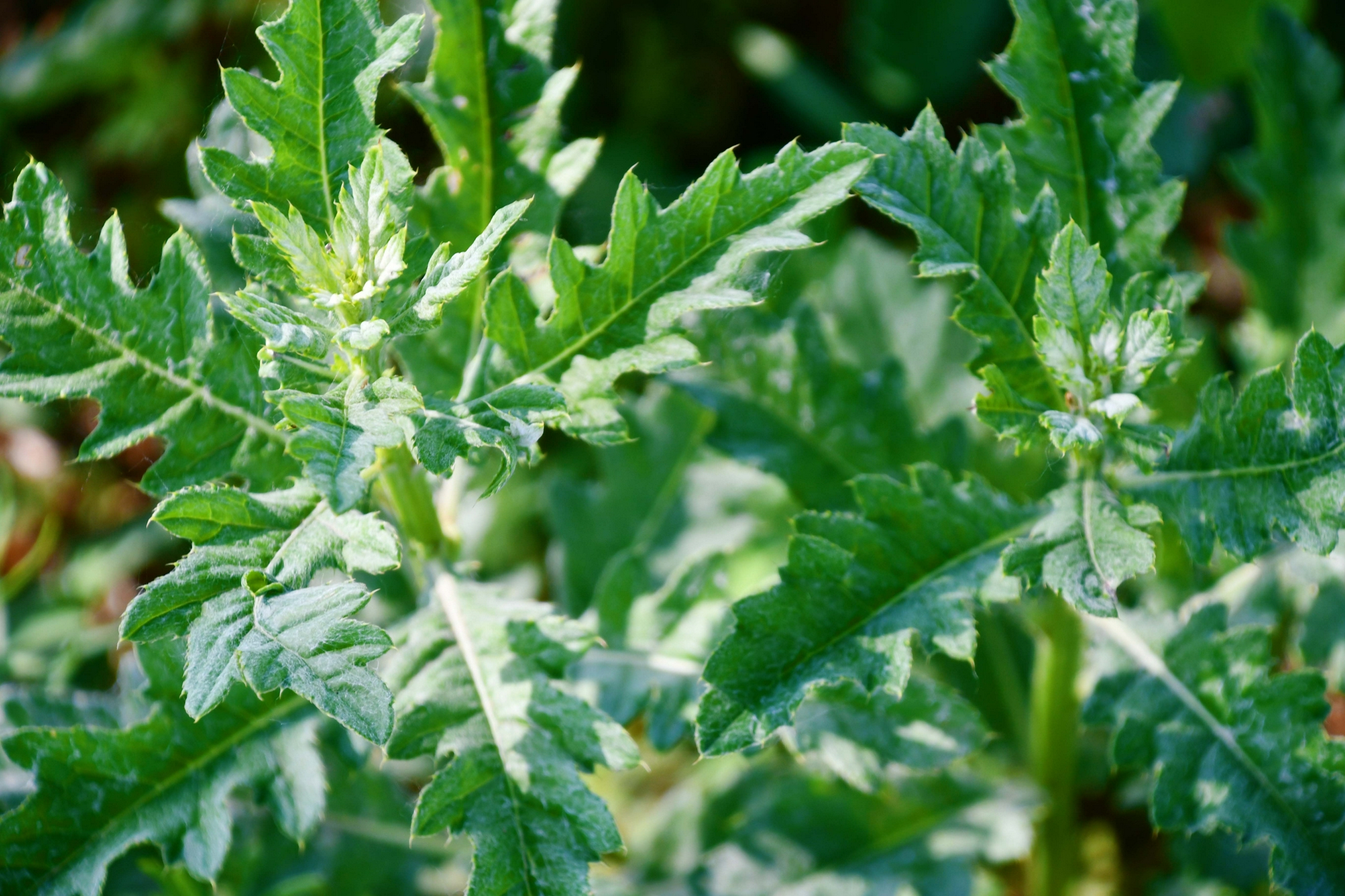 野生刺菜原创拍摄