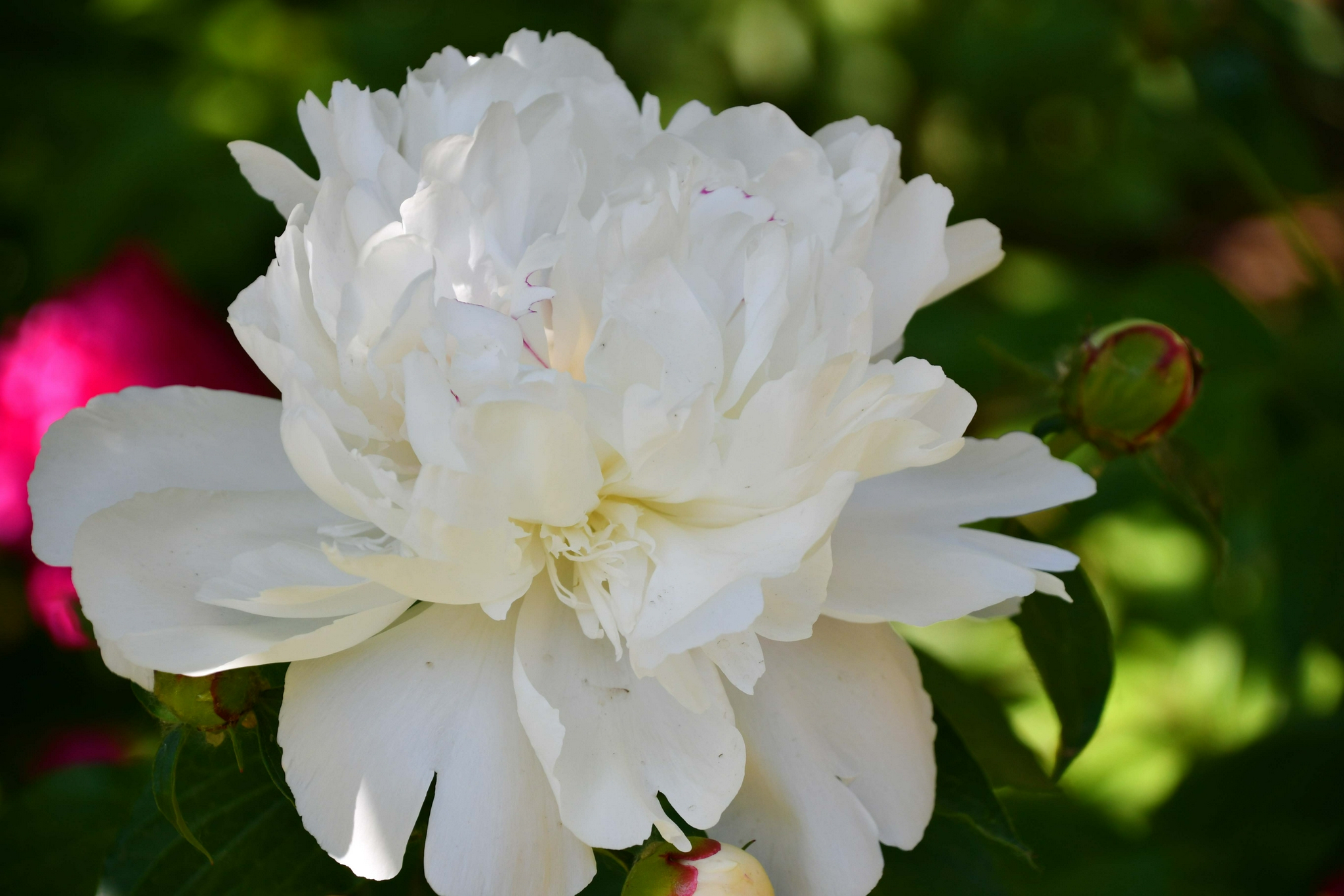 雪白的芍药花原创拍摄