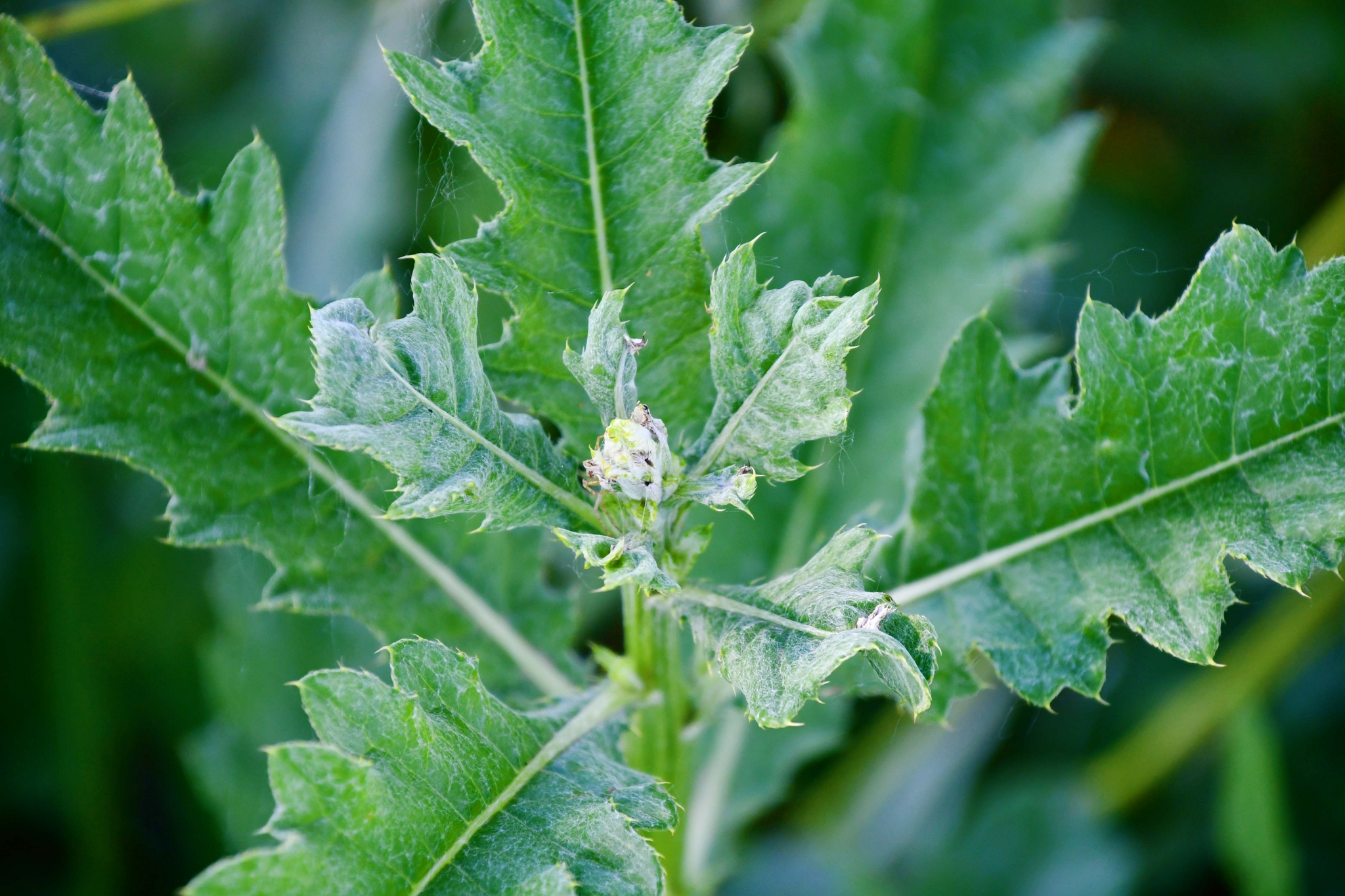 野生刺菜原创拍摄