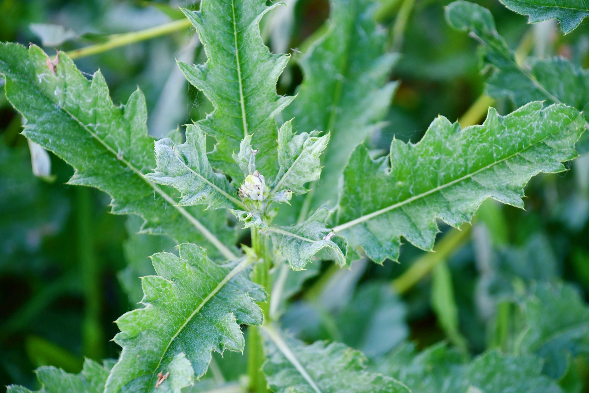 野生刺菜原创拍摄