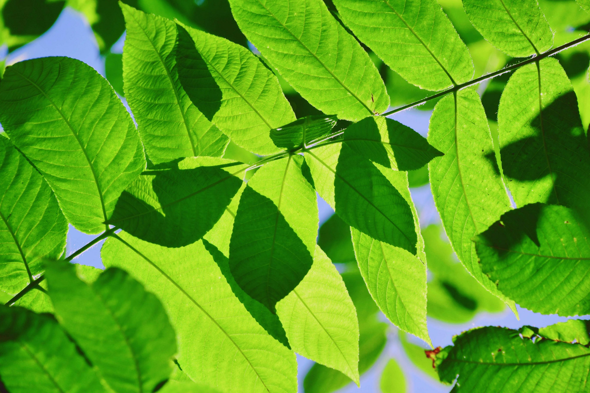 胡桃木树叶,原创拍摄_高清图集_新浪网