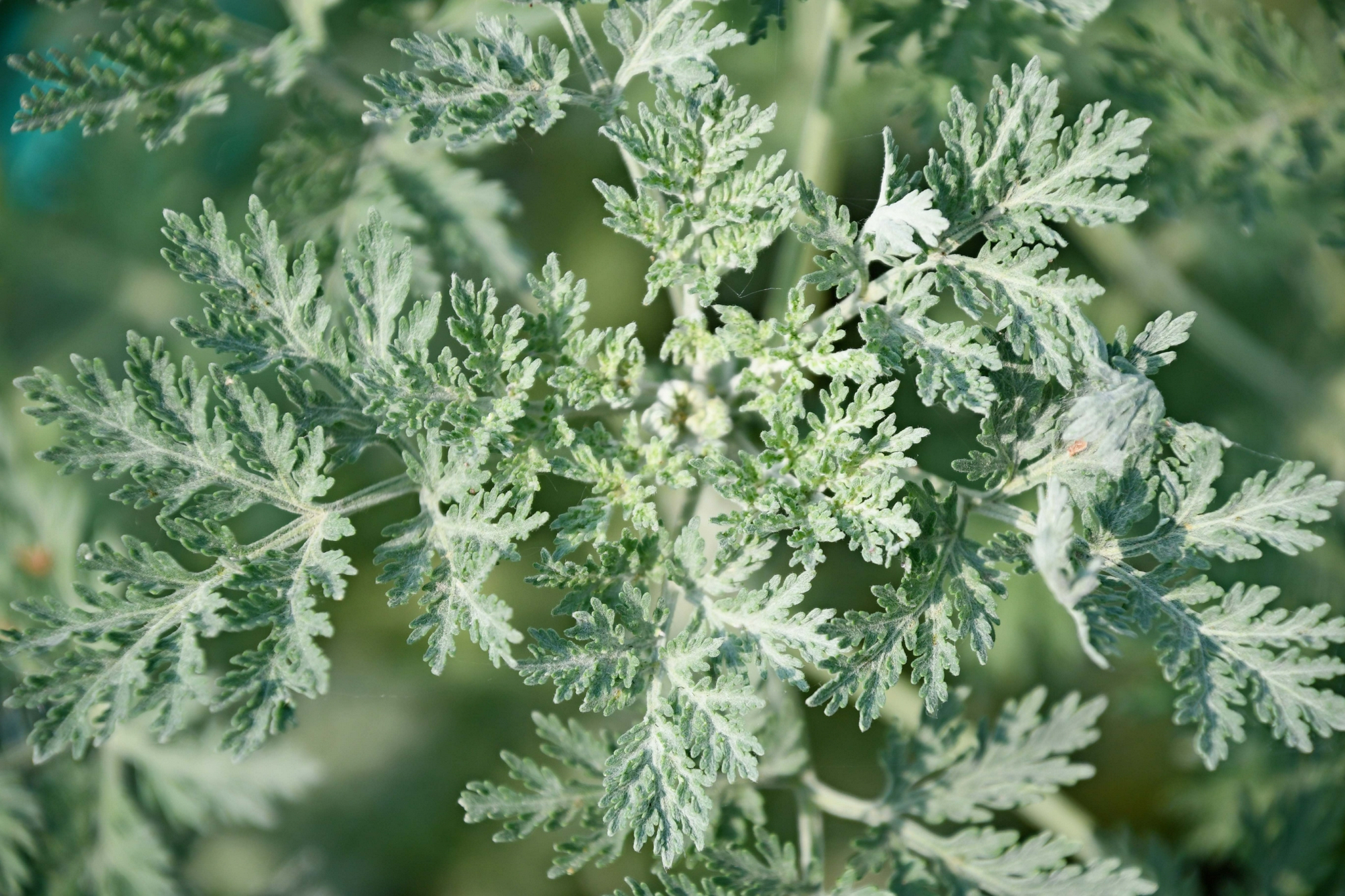 野生植物白莲蒿,原创拍摄