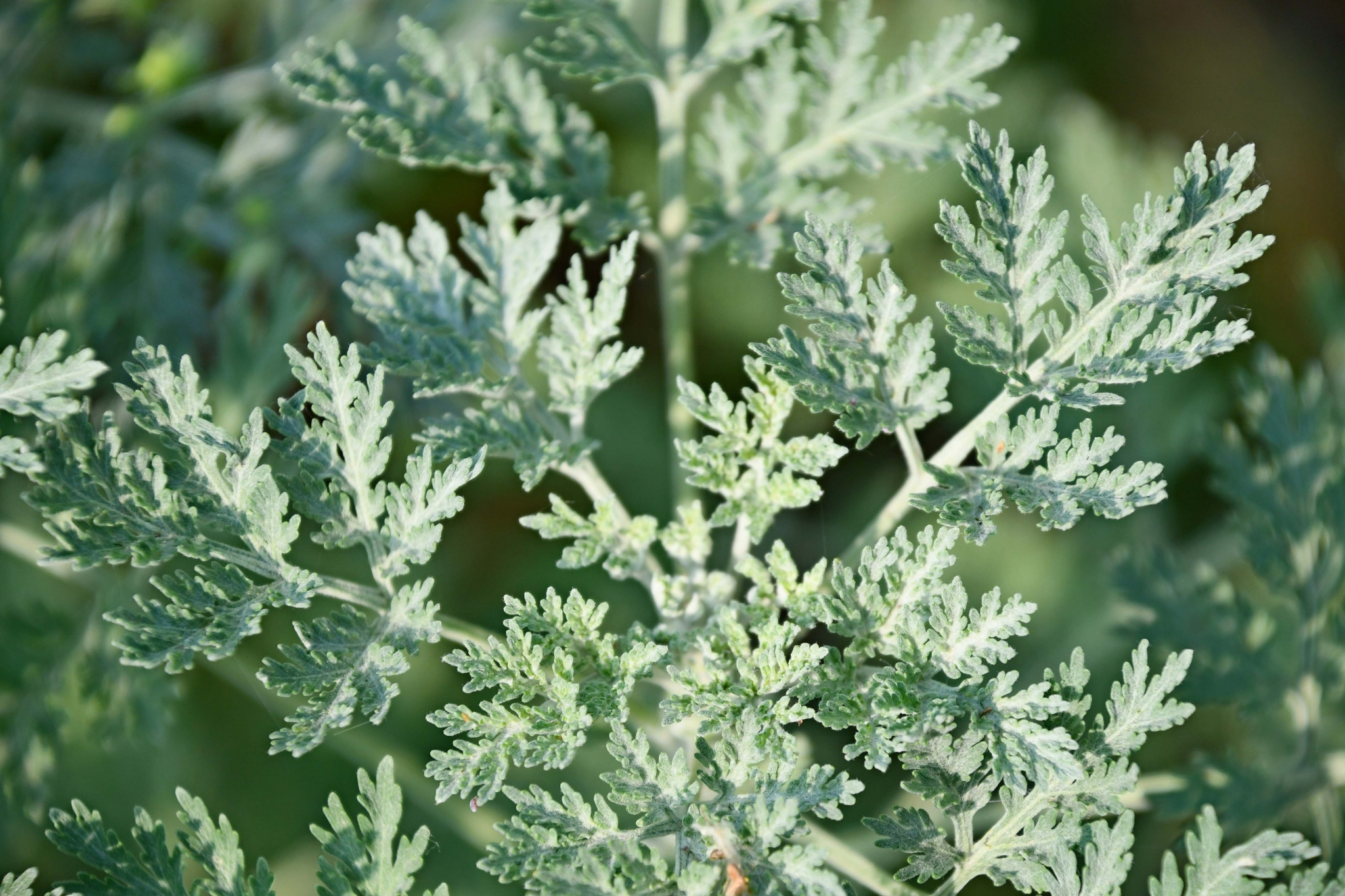 野生植物白莲蒿,原创拍摄