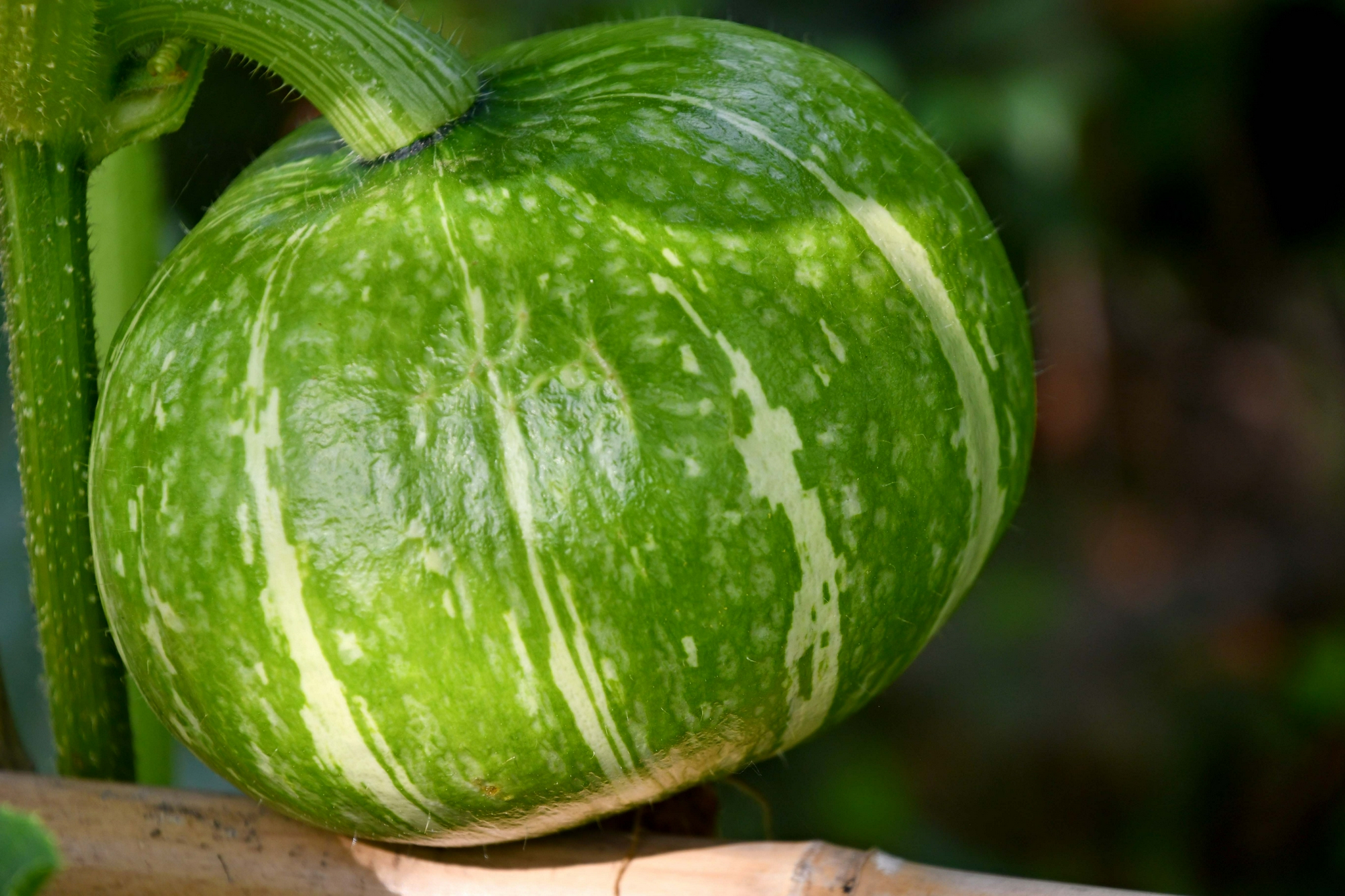 嫩嫩的南瓜,原创拍摄