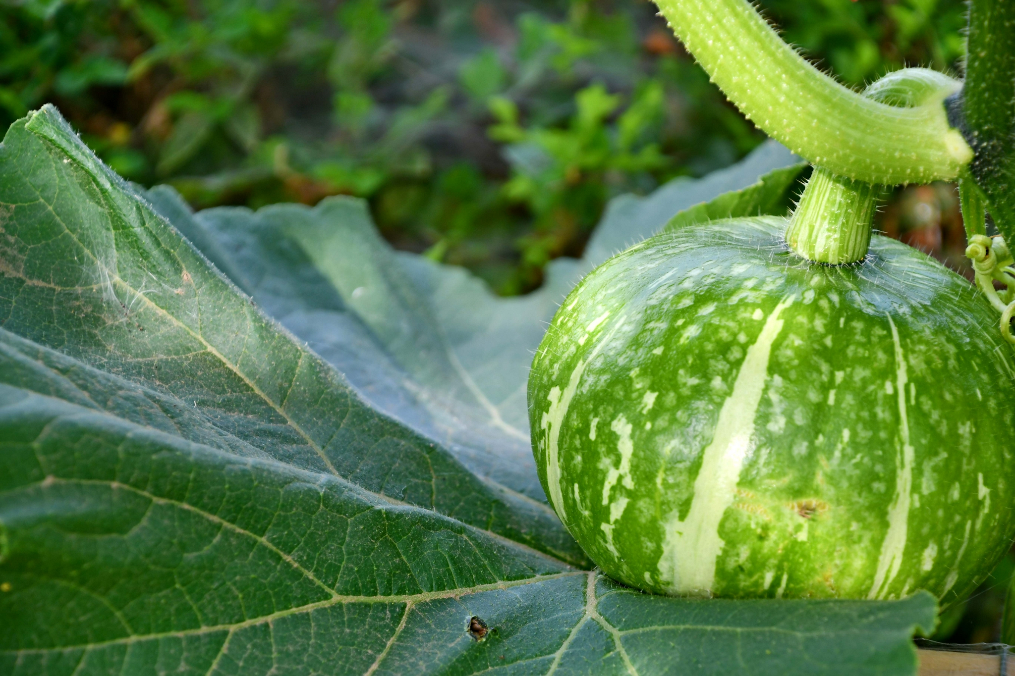 嫩嫩的南瓜,原创拍摄
