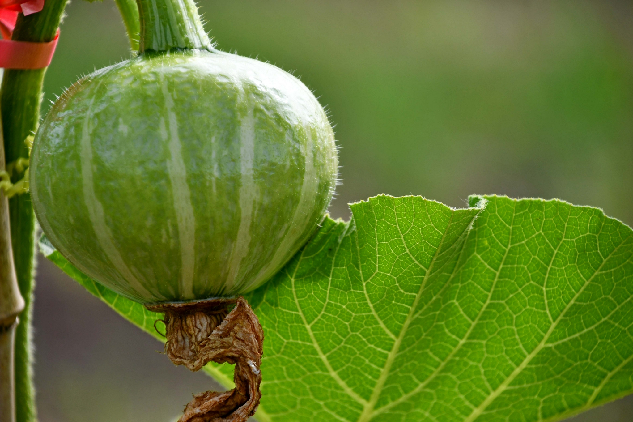嫩嫩的南瓜,原创拍摄