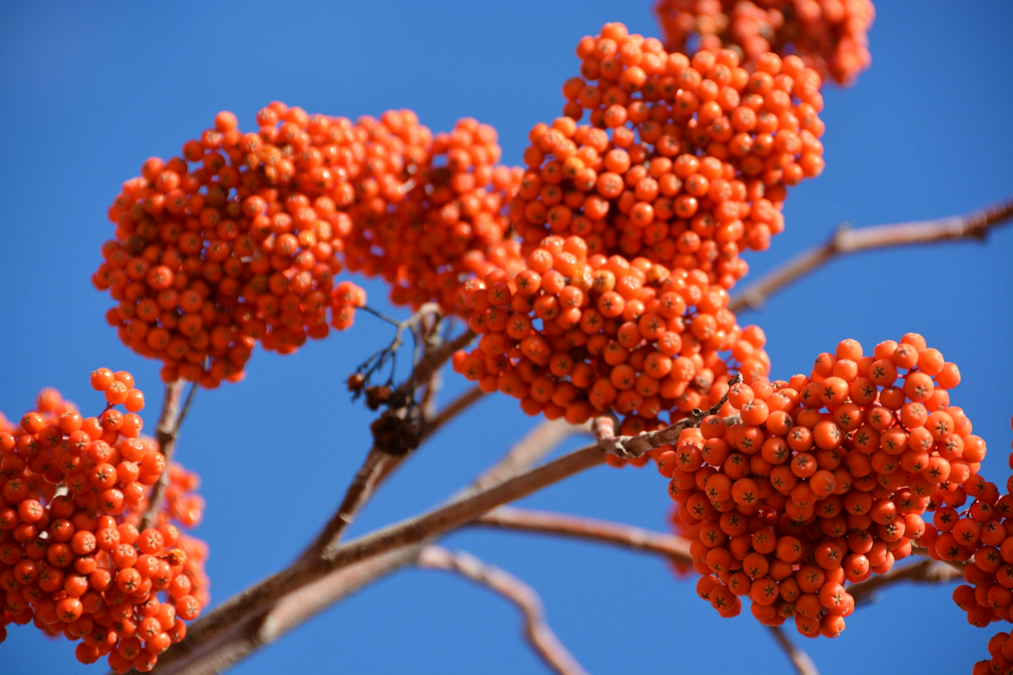 火红的花楸果原创拍摄