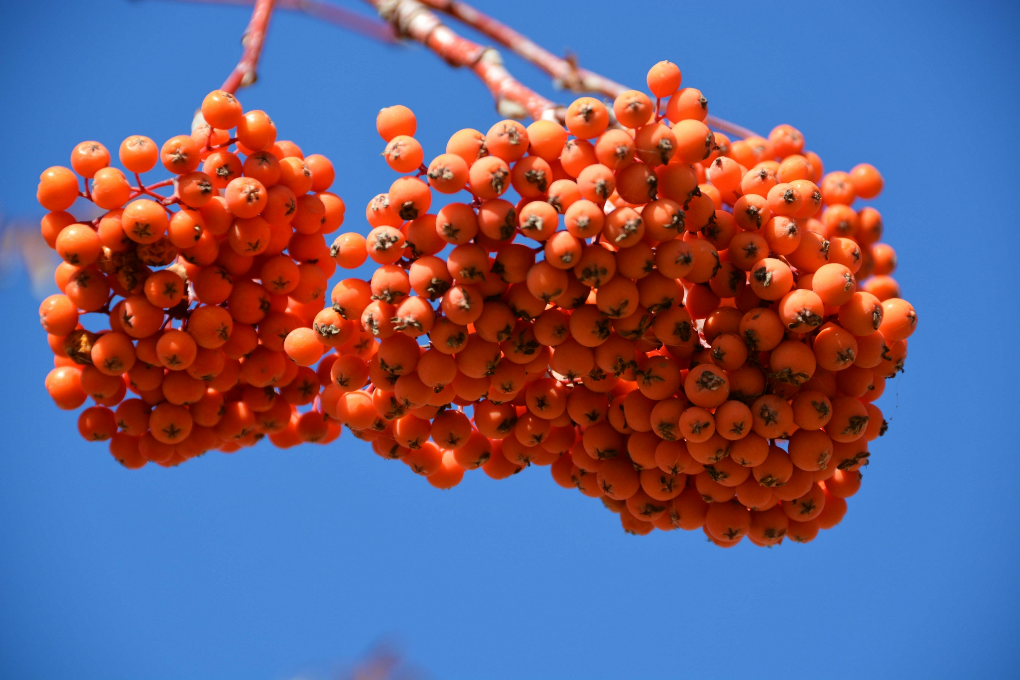 火红的花楸果原创拍摄