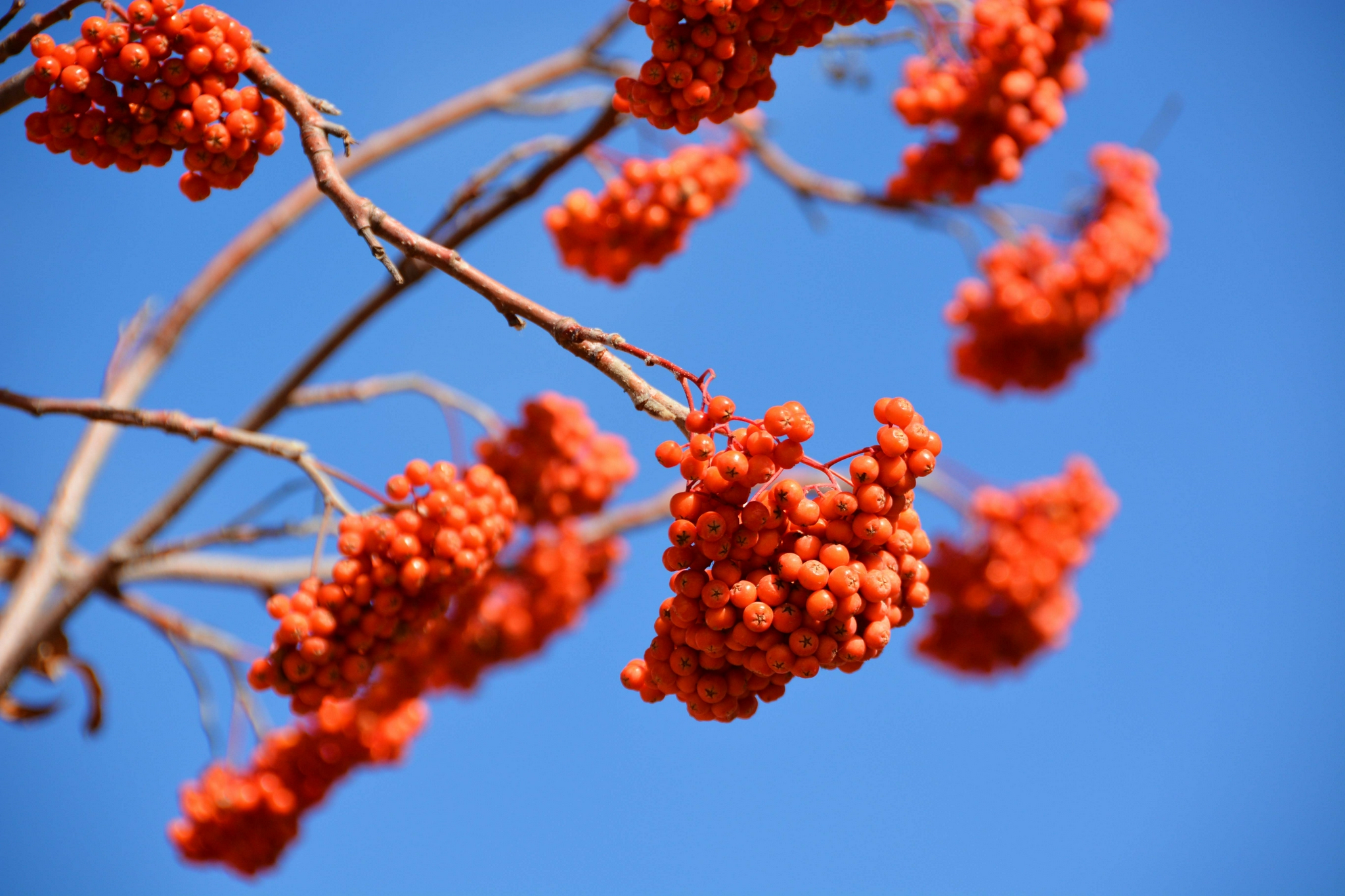 火红的花楸果原创拍摄