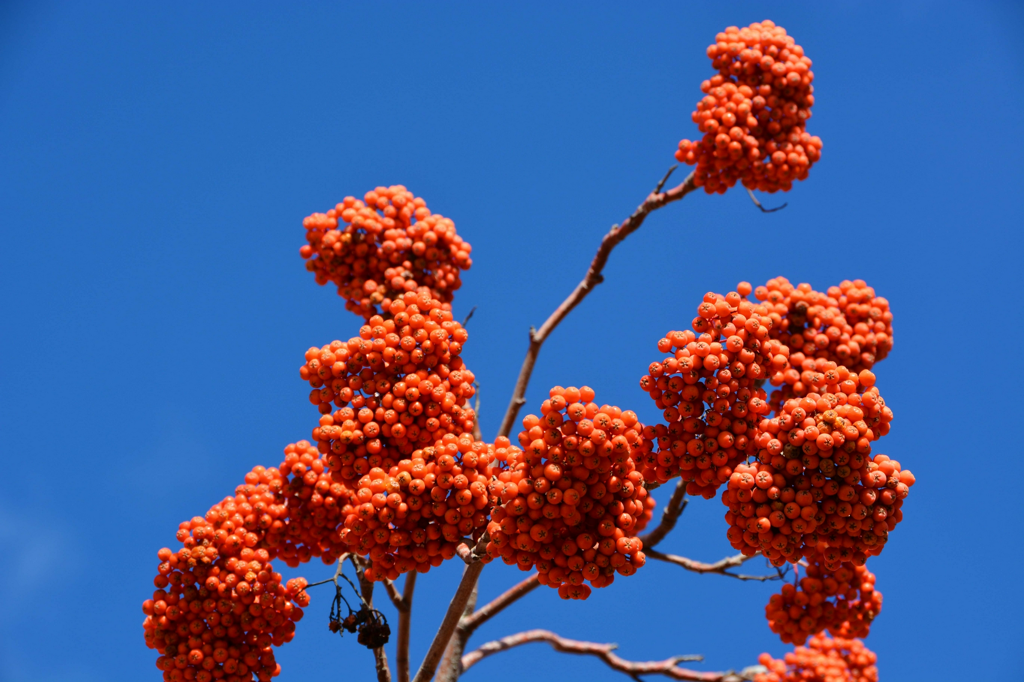 火红的花楸果原创拍摄