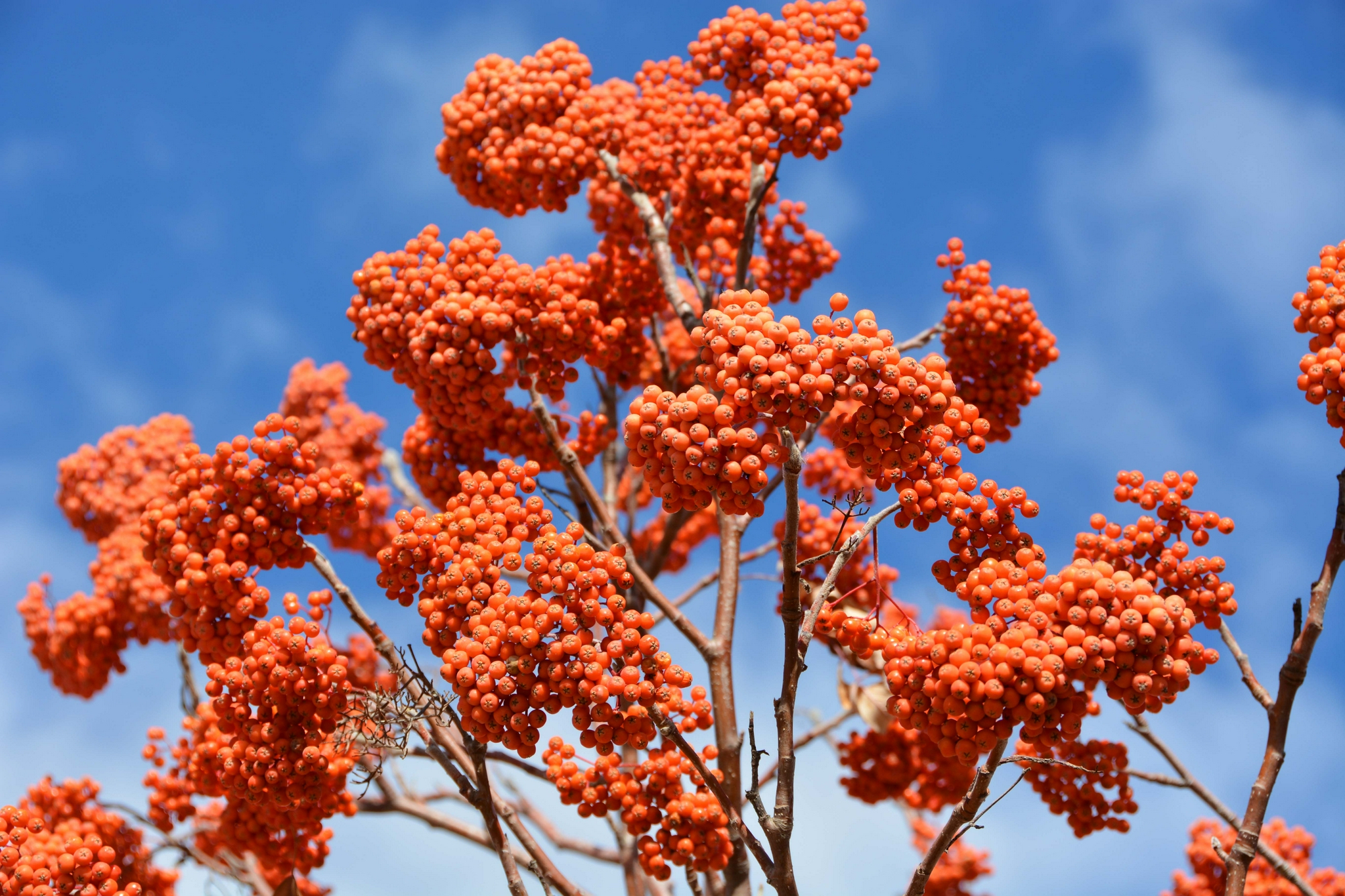 火红的花楸果原创拍摄