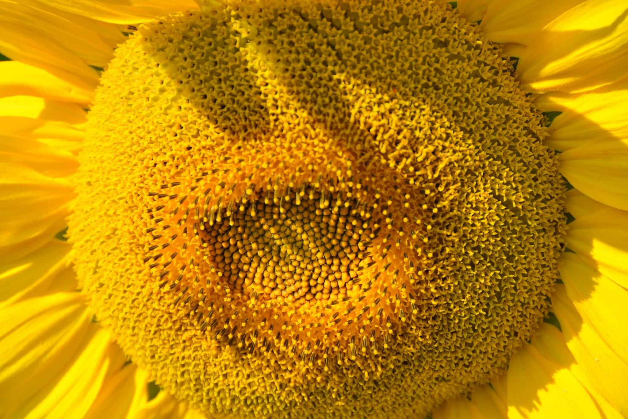 向日葵花蕊,原创拍摄|花蕊|原创|拍摄_新浪新闻