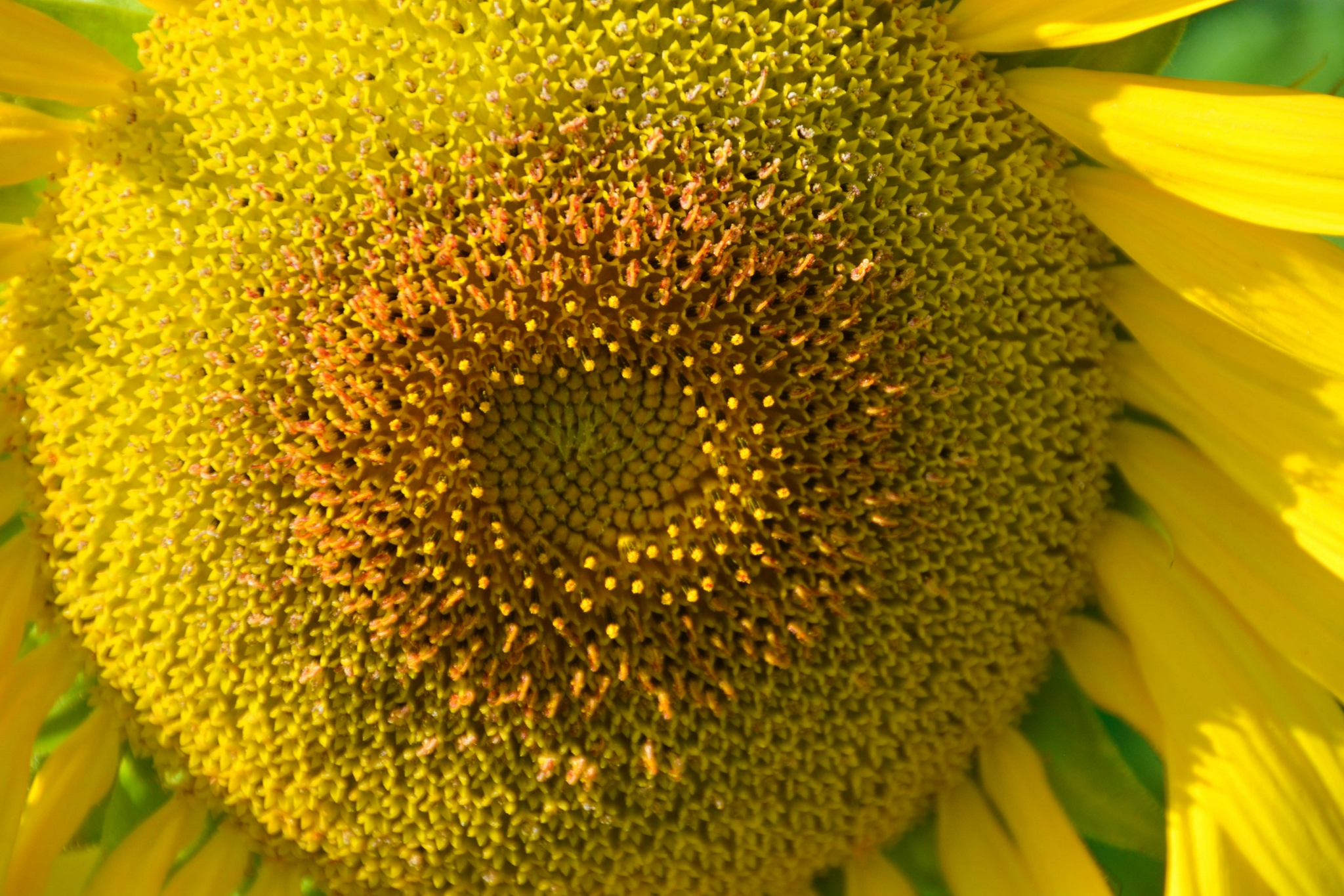 向日葵花蕊,原创拍摄|花蕊|原创|拍摄_新浪新闻