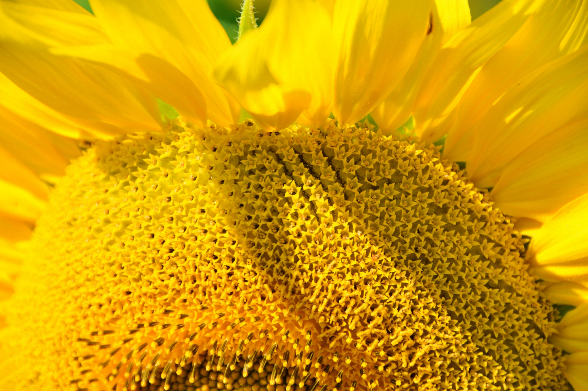 向日葵花蕊,原创拍摄|花蕊|原创|拍摄_新浪新闻