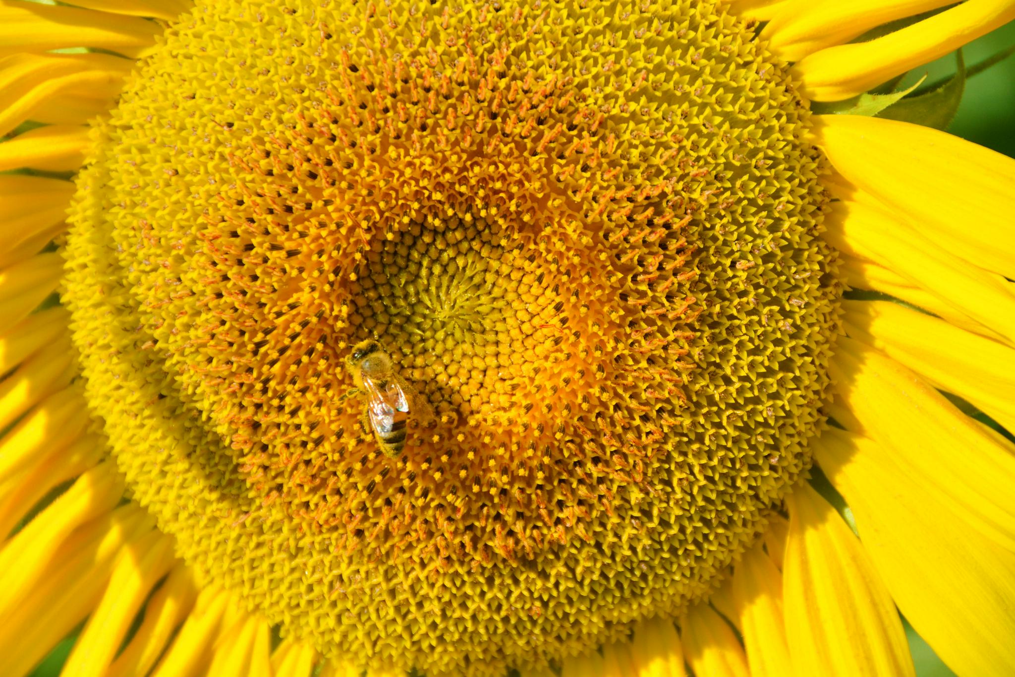 向日葵花蕊,原创拍摄|花蕊|原创|拍摄_新浪新闻