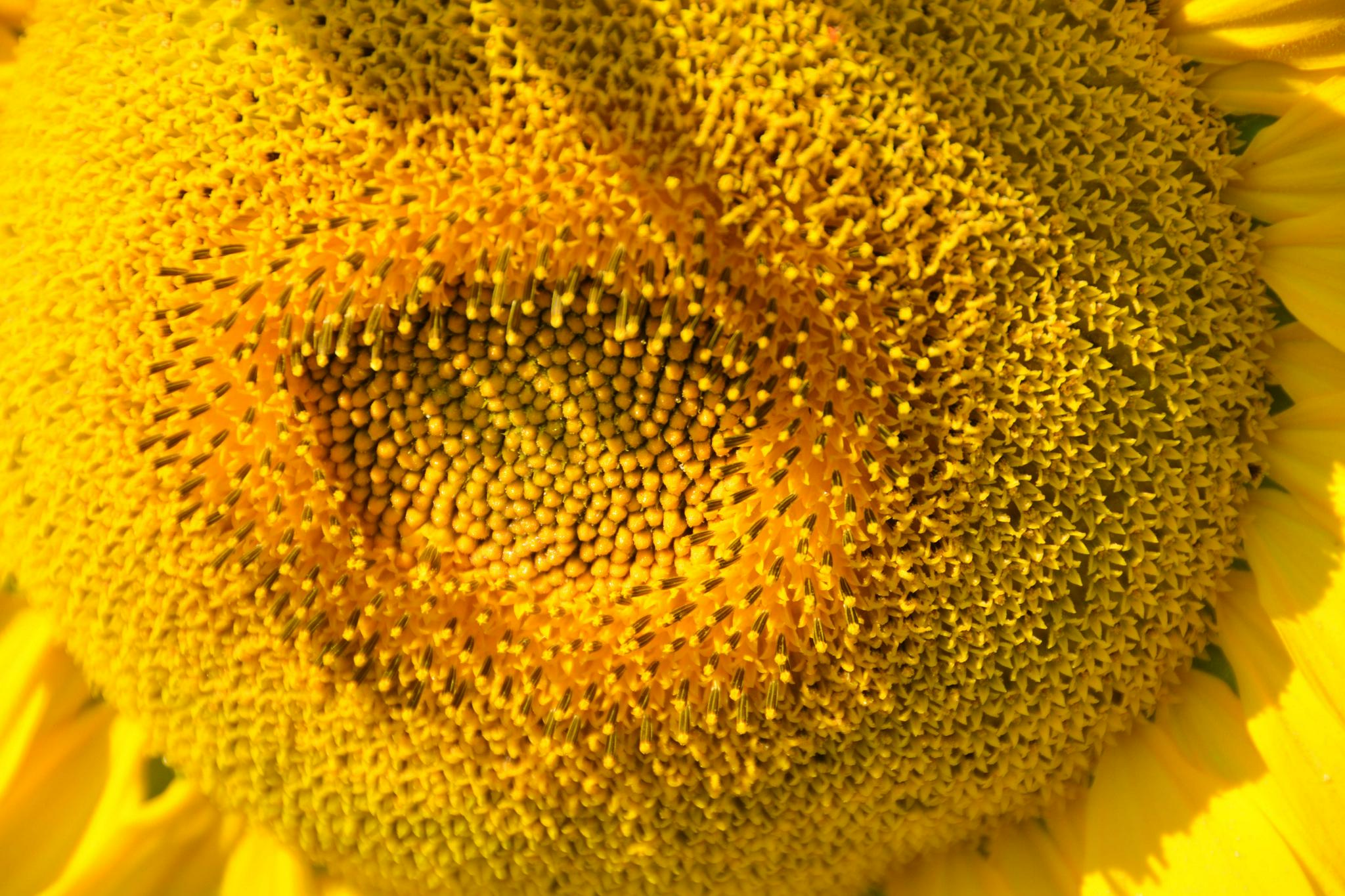 向日葵花蕊,原创拍摄|花蕊|原创|拍摄_新浪新闻