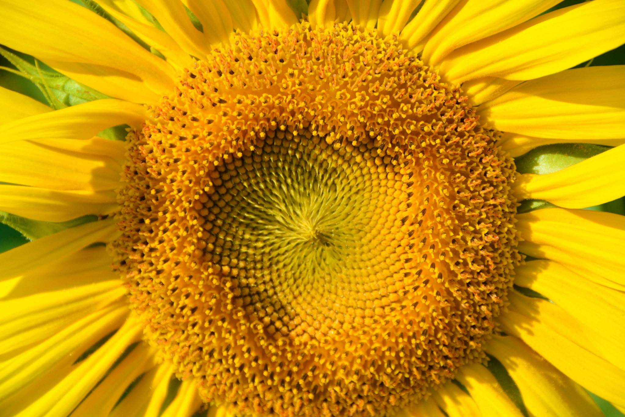 向日葵花蕊,原创拍摄|花蕊|原创|拍摄_新浪新闻