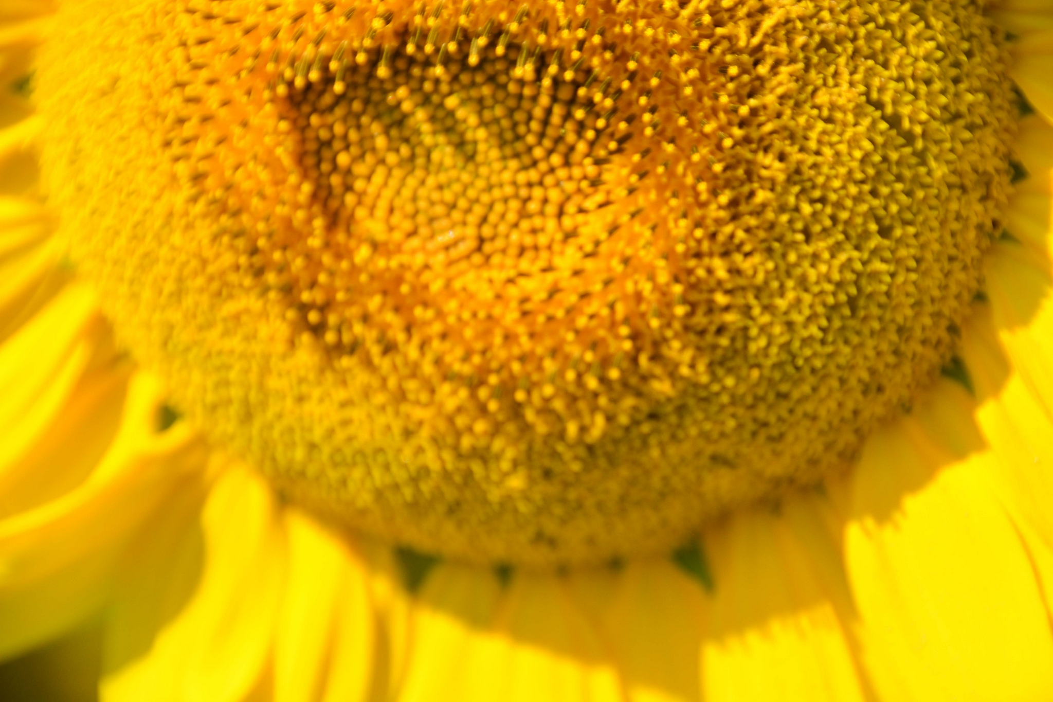 向日葵花蕊,原创拍摄|花蕊|原创|拍摄_新浪新闻