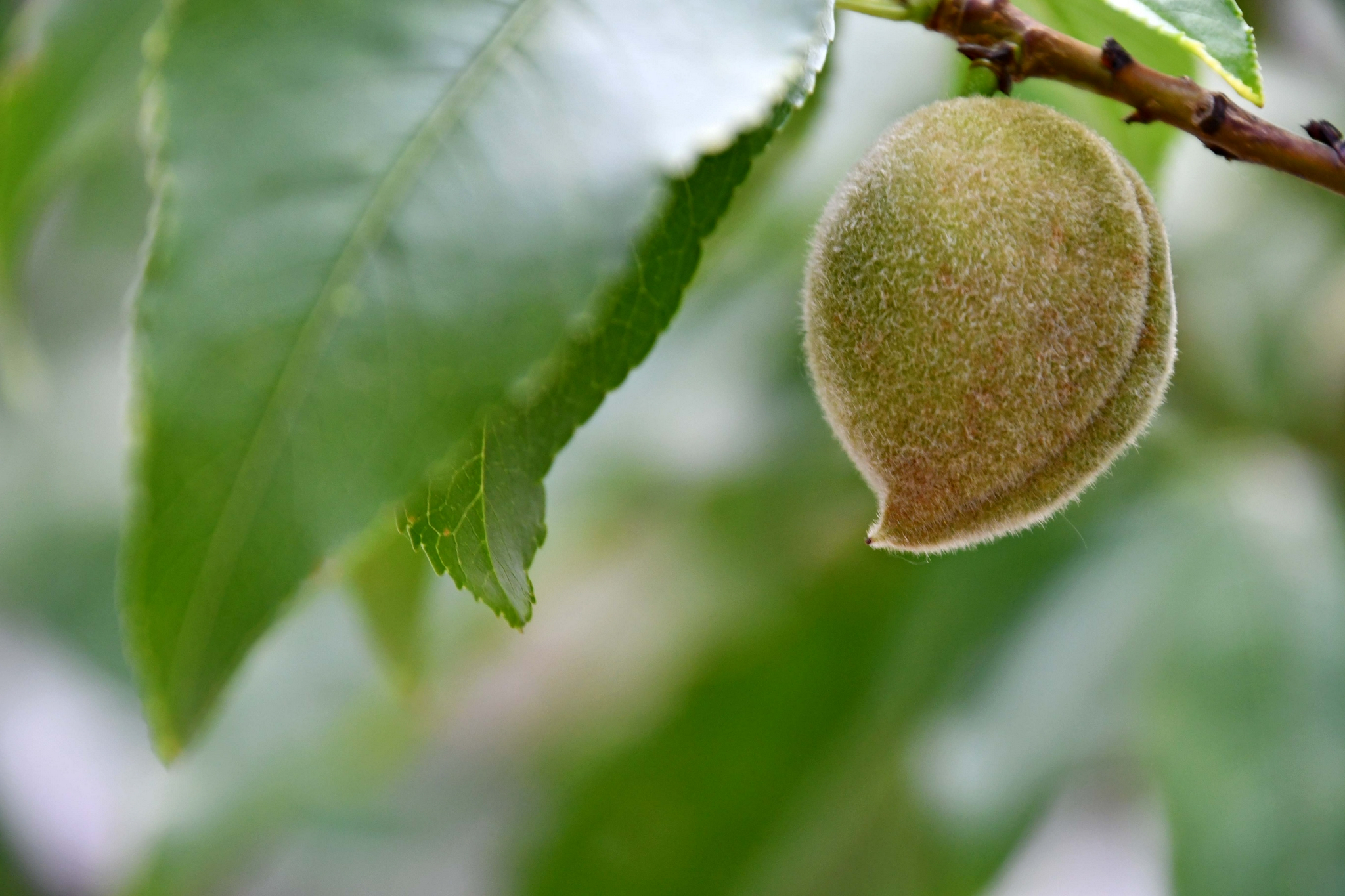 老毛桃U盘启动盘制作教程 如何用老毛桃制作启动盘