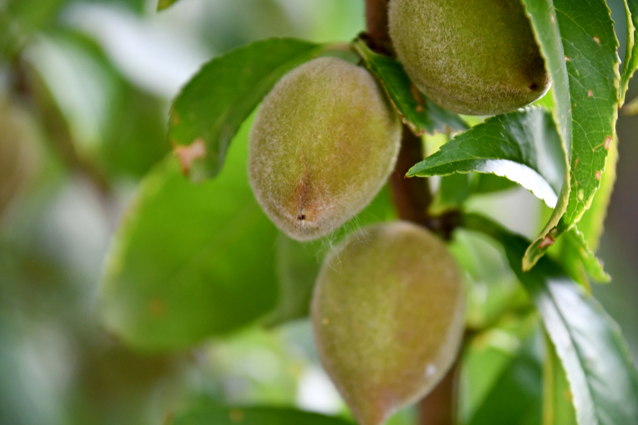 青毛桃,原创拍摄|毛桃|原创|拍摄_新浪新闻