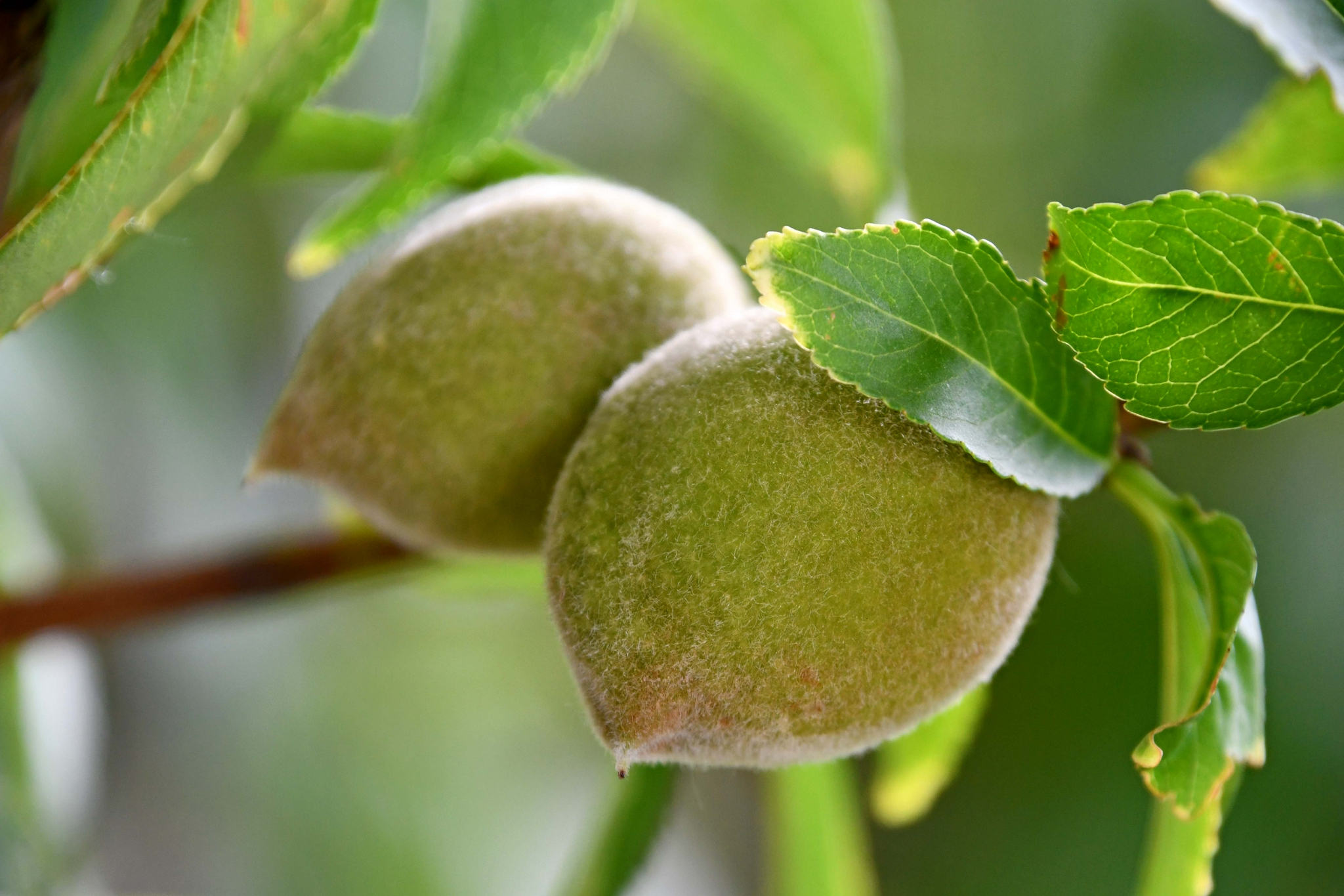 青毛桃,原创拍摄|毛桃|原创|拍摄_新浪新闻