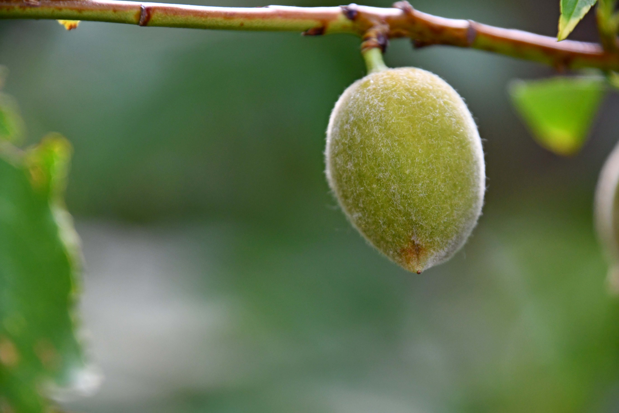 青毛桃,原创拍摄|毛桃|原创|拍摄_新浪新闻