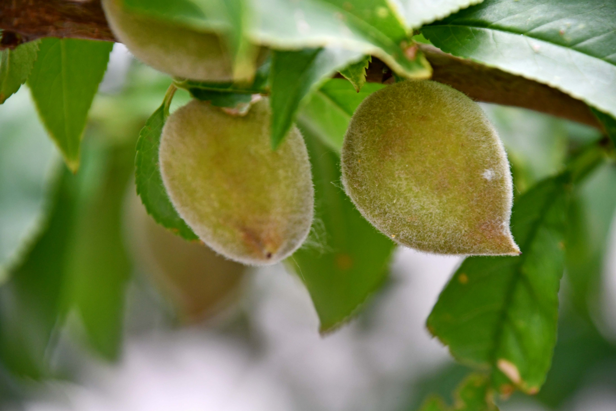 青毛桃,原创拍摄|毛桃|原创|拍摄_新浪新闻