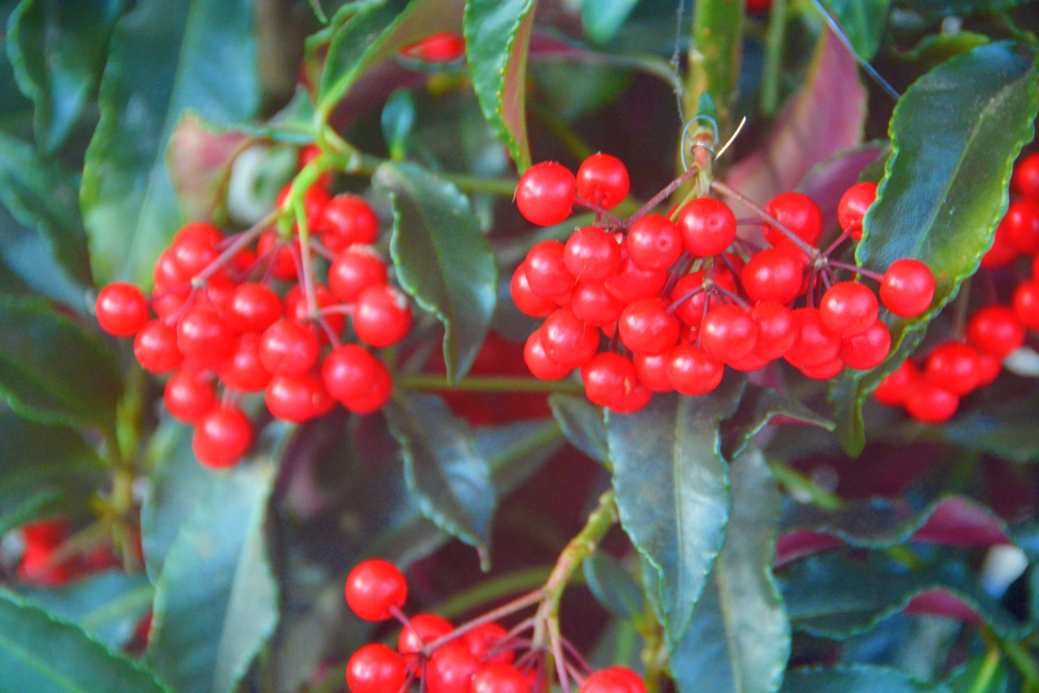 朱砂根也叫大罗伞原创拍摄