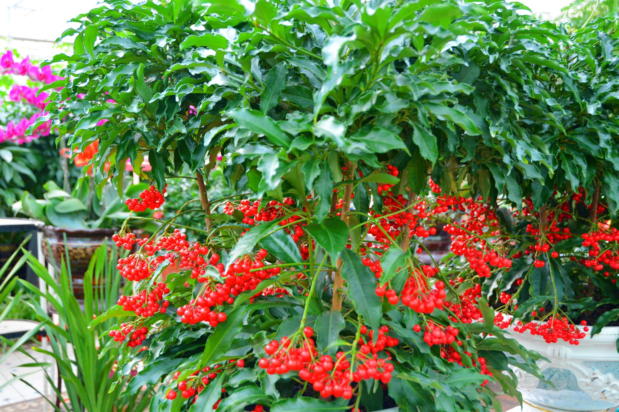 朱砂根也叫大罗伞原创拍摄