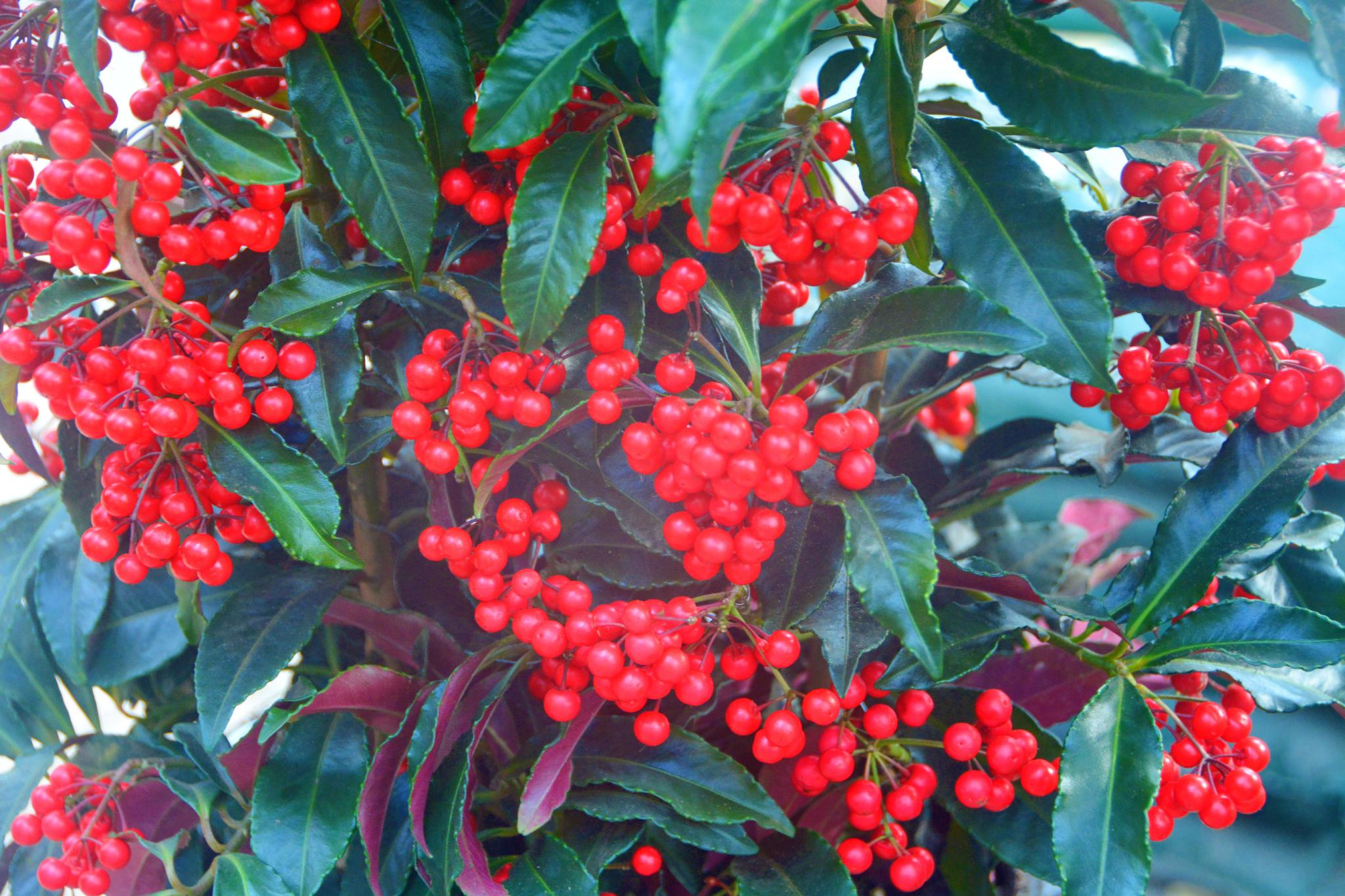 朱砂根也叫大罗伞原创拍摄