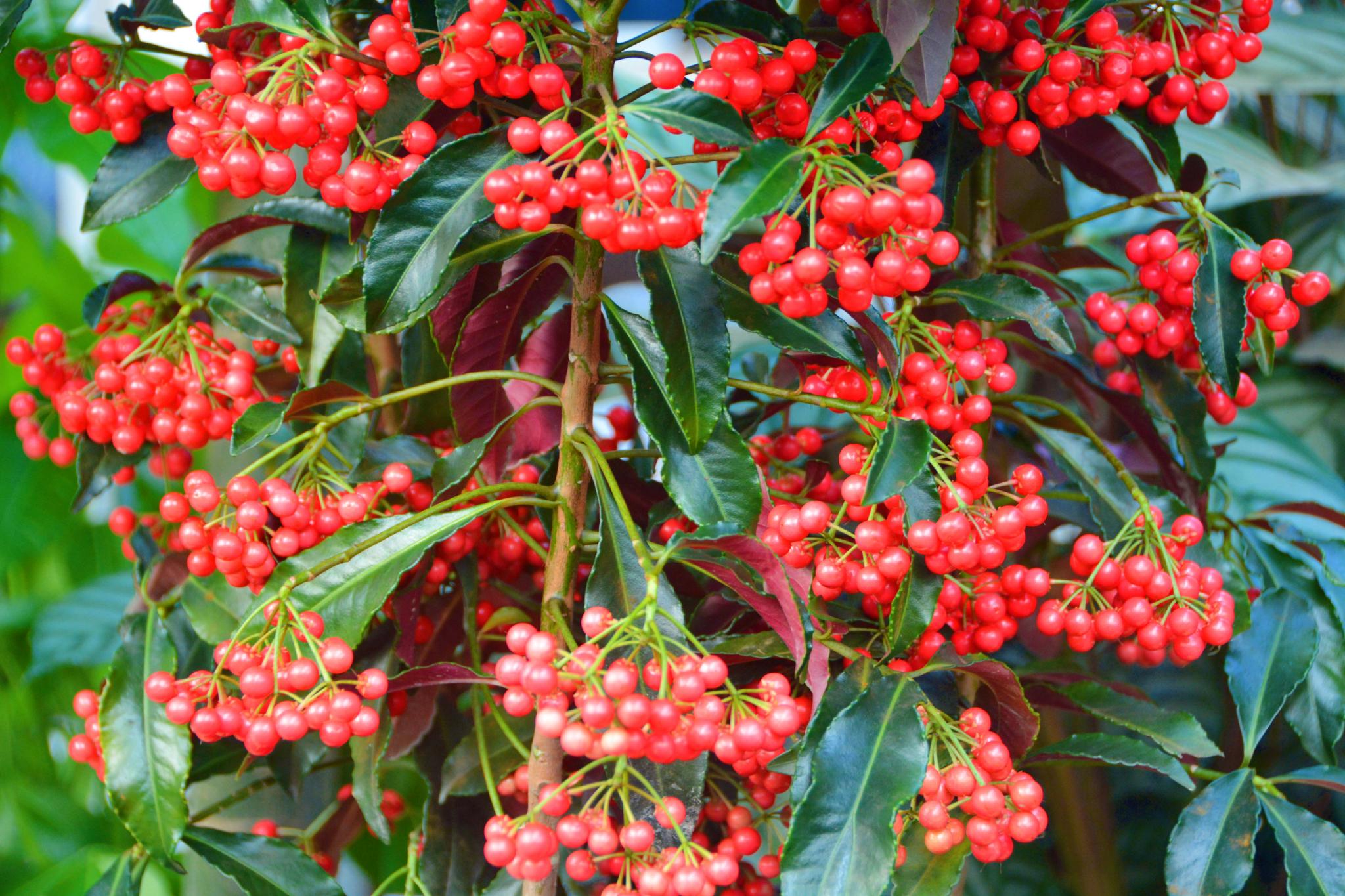朱砂根也叫大罗伞原创拍摄