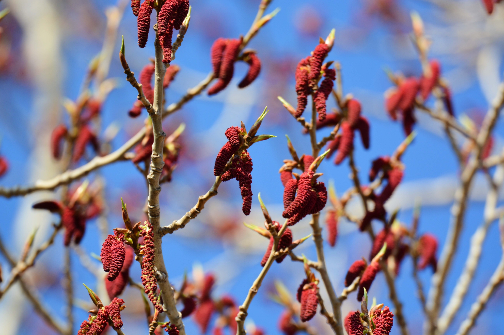 加拿大杨树花原创拍摄