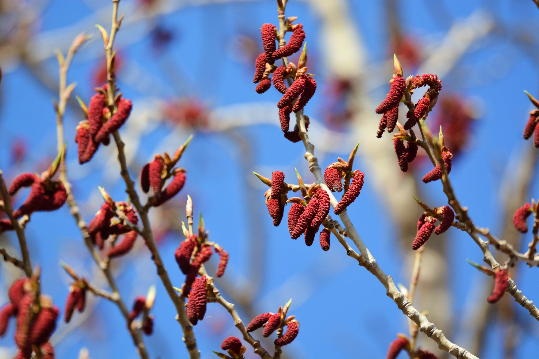 加拿大杨树花,原创拍摄