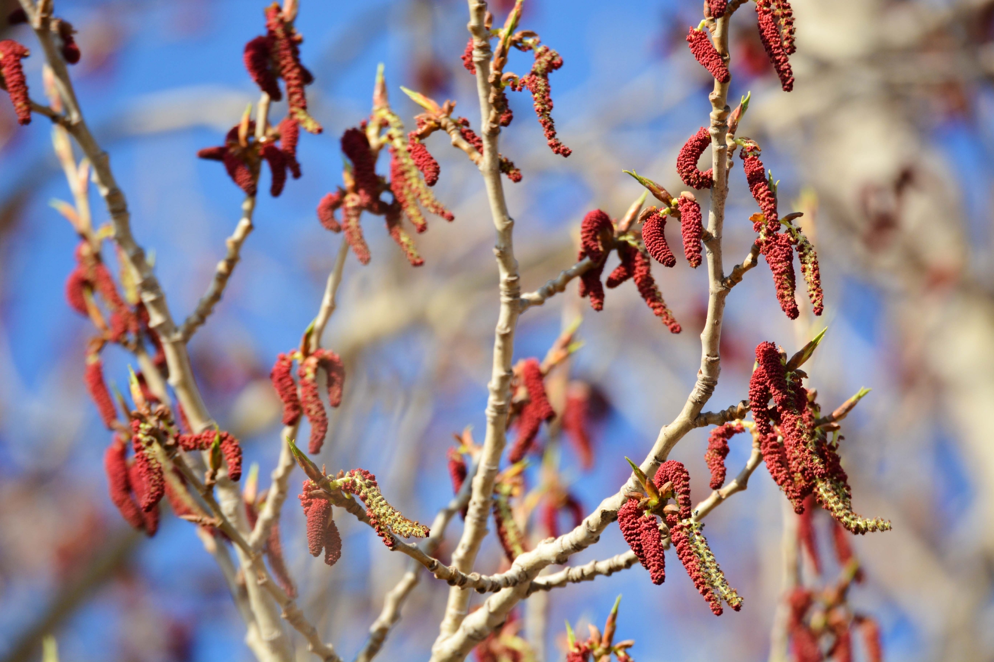 加拿大杨树花,原创拍摄加拿大杨树花,原创拍摄特别声明