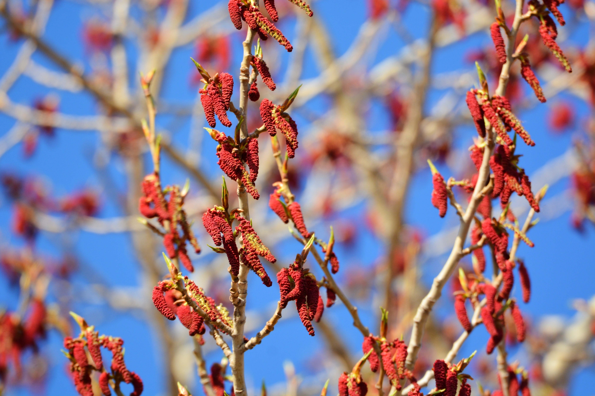 加拿大杨树花,原创拍摄特别声明:以上文章内容仅代表作