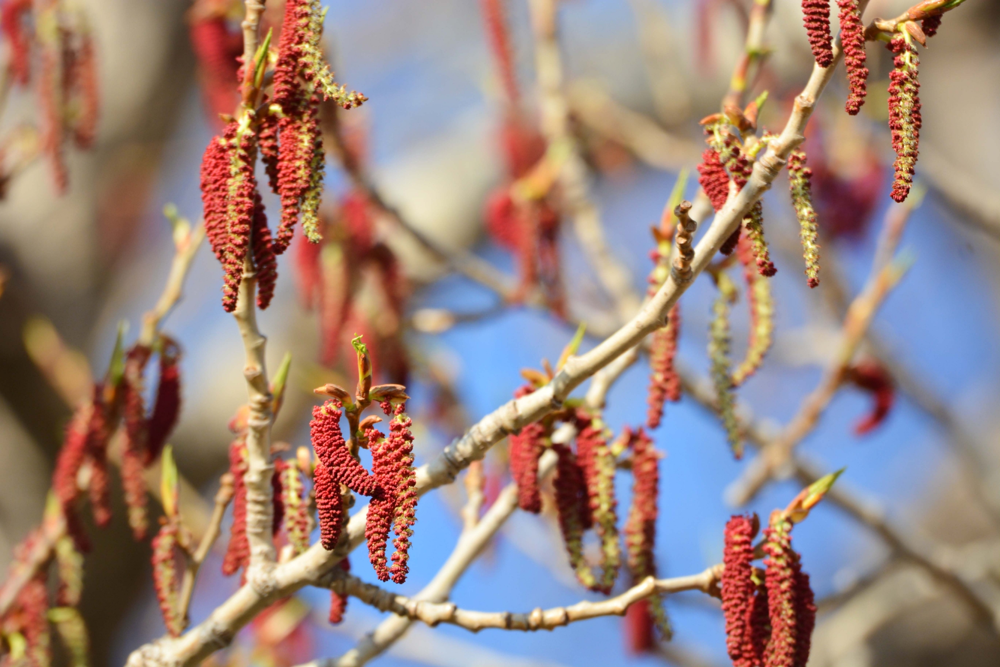 加拿大杨树花,原创拍摄加拿大杨树花,原创拍摄加拿大杨