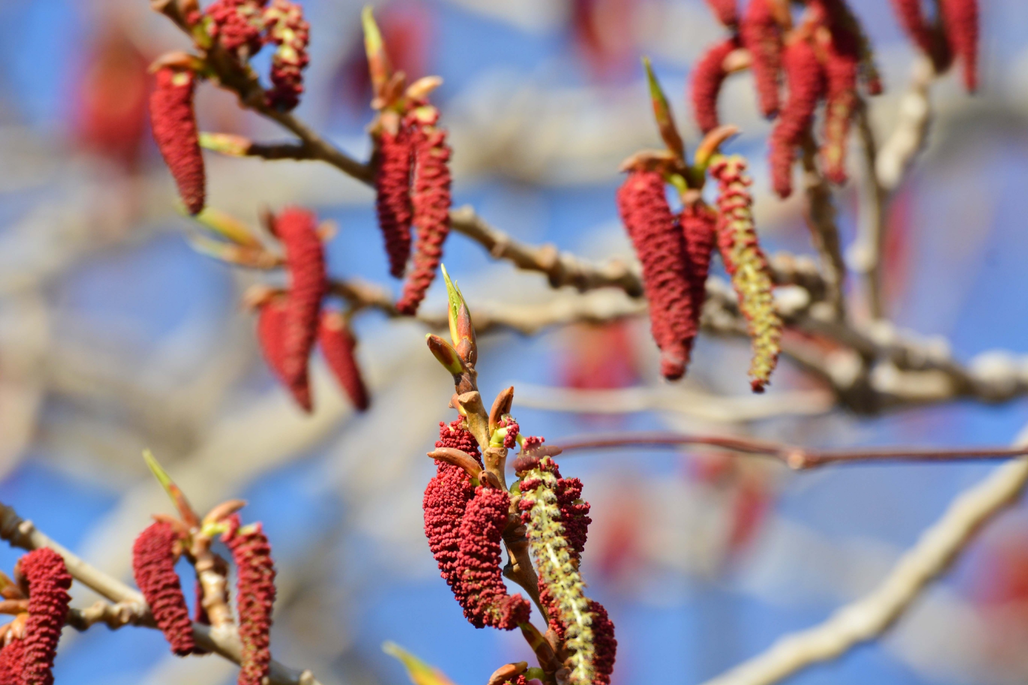 加拿大杨树花,原创拍摄加拿大杨树花,原创拍摄加拿大杨