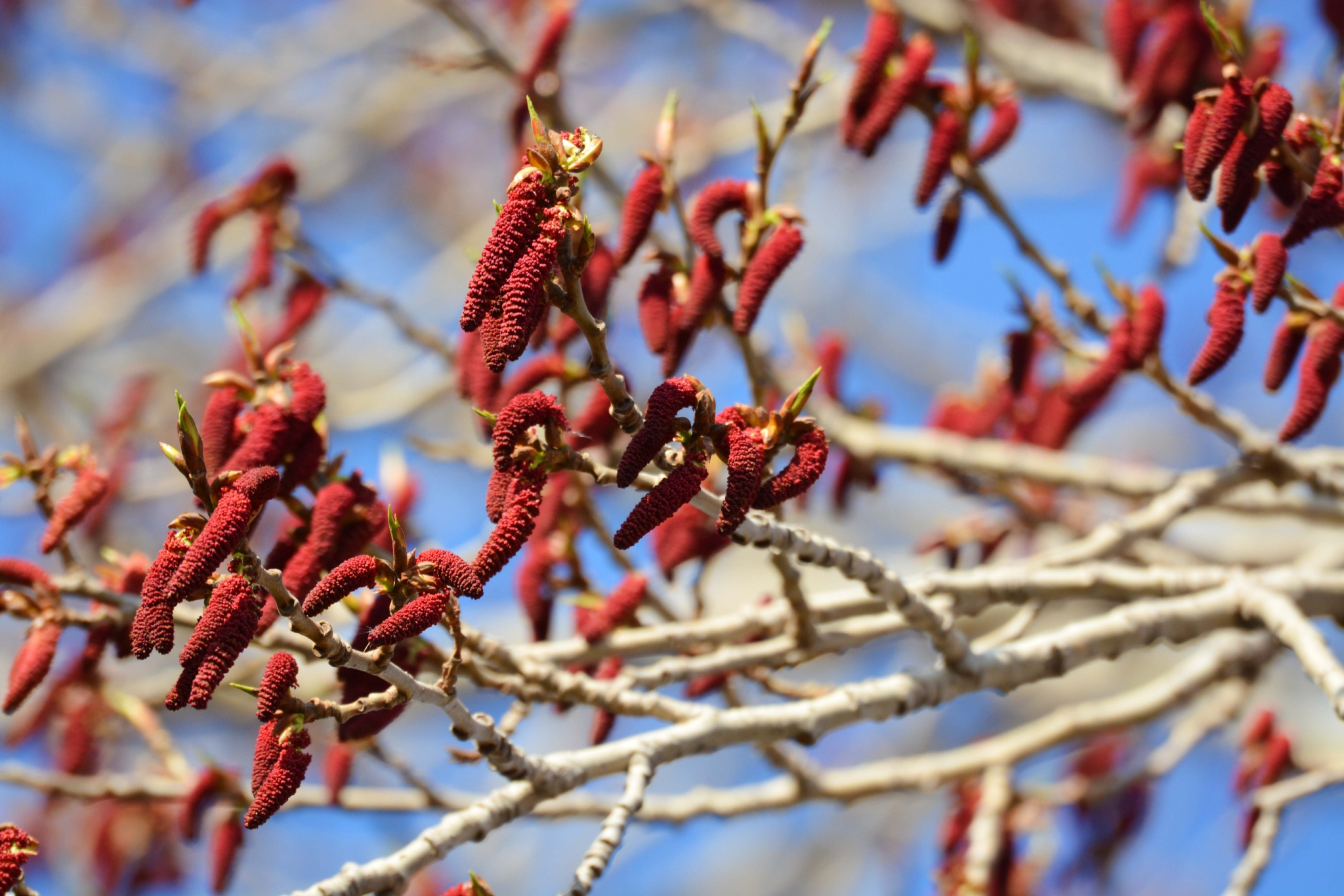 加拿大杨树花原创拍摄