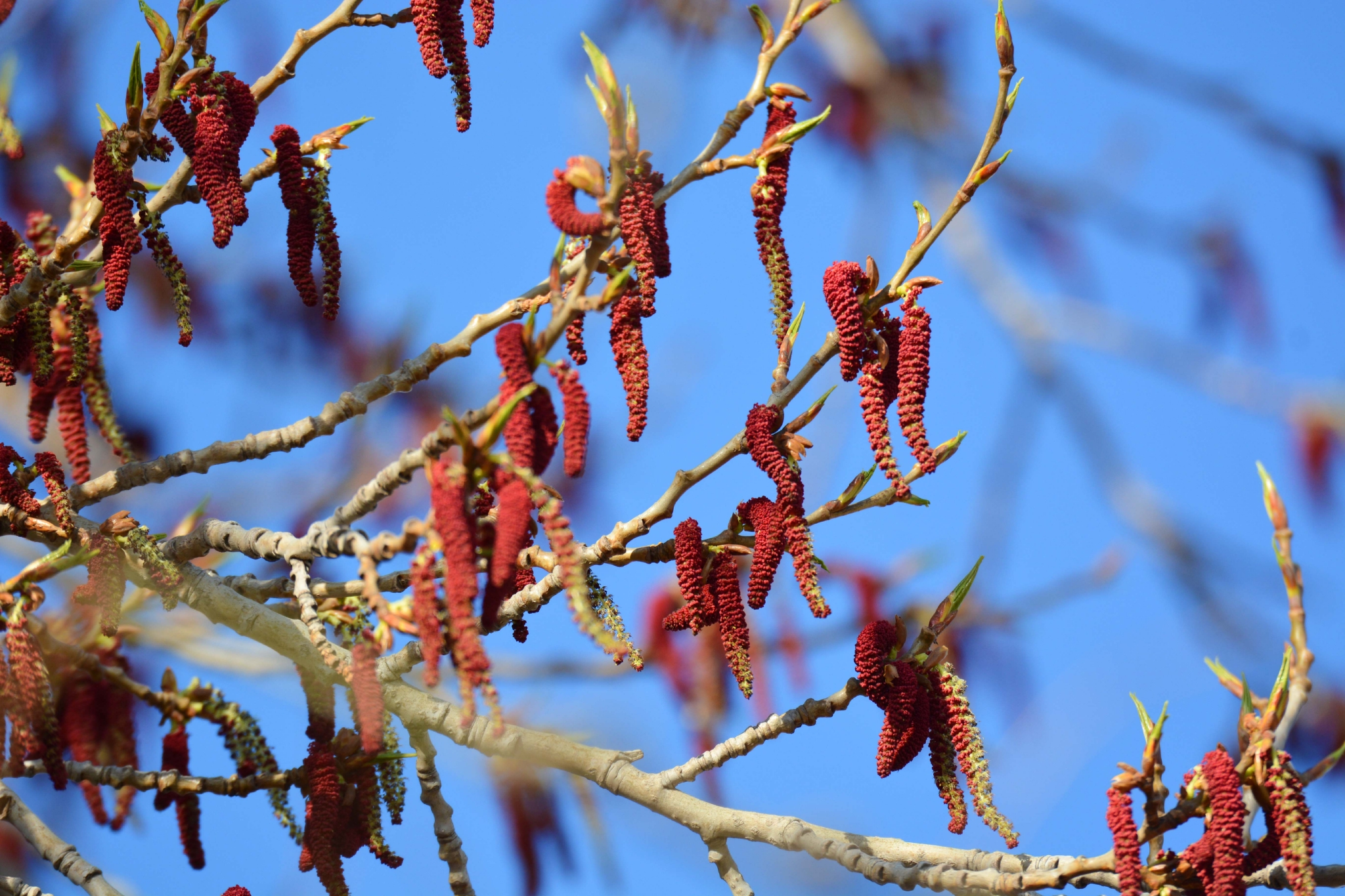 加拿大杨树花,原创拍摄