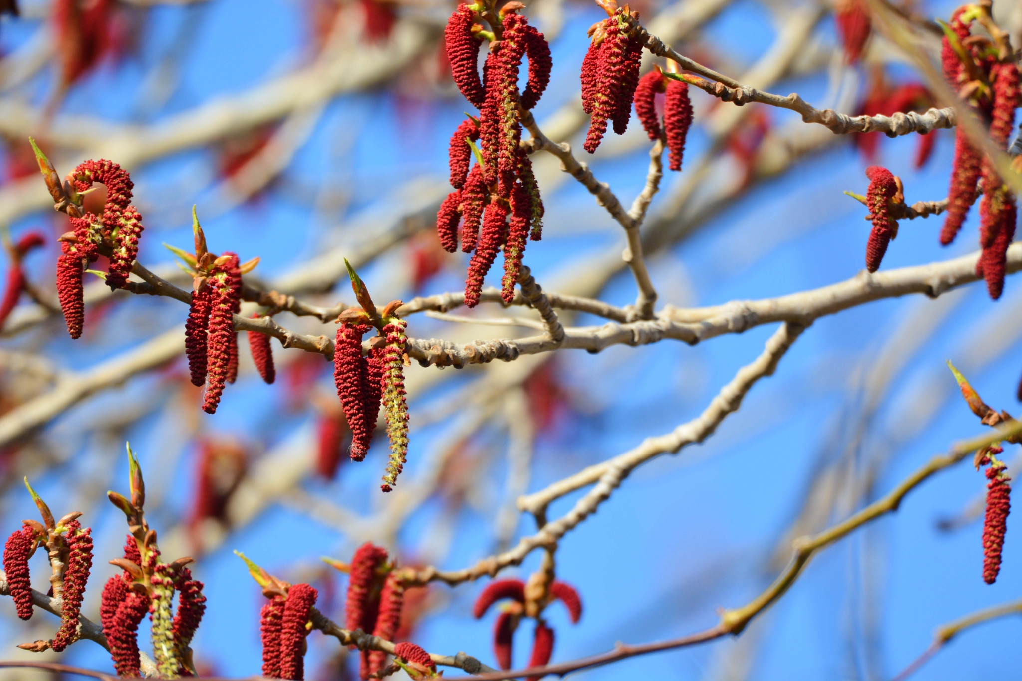 超过 200 张关于“杨树”和“自然”的免费图片 - Pixabay
