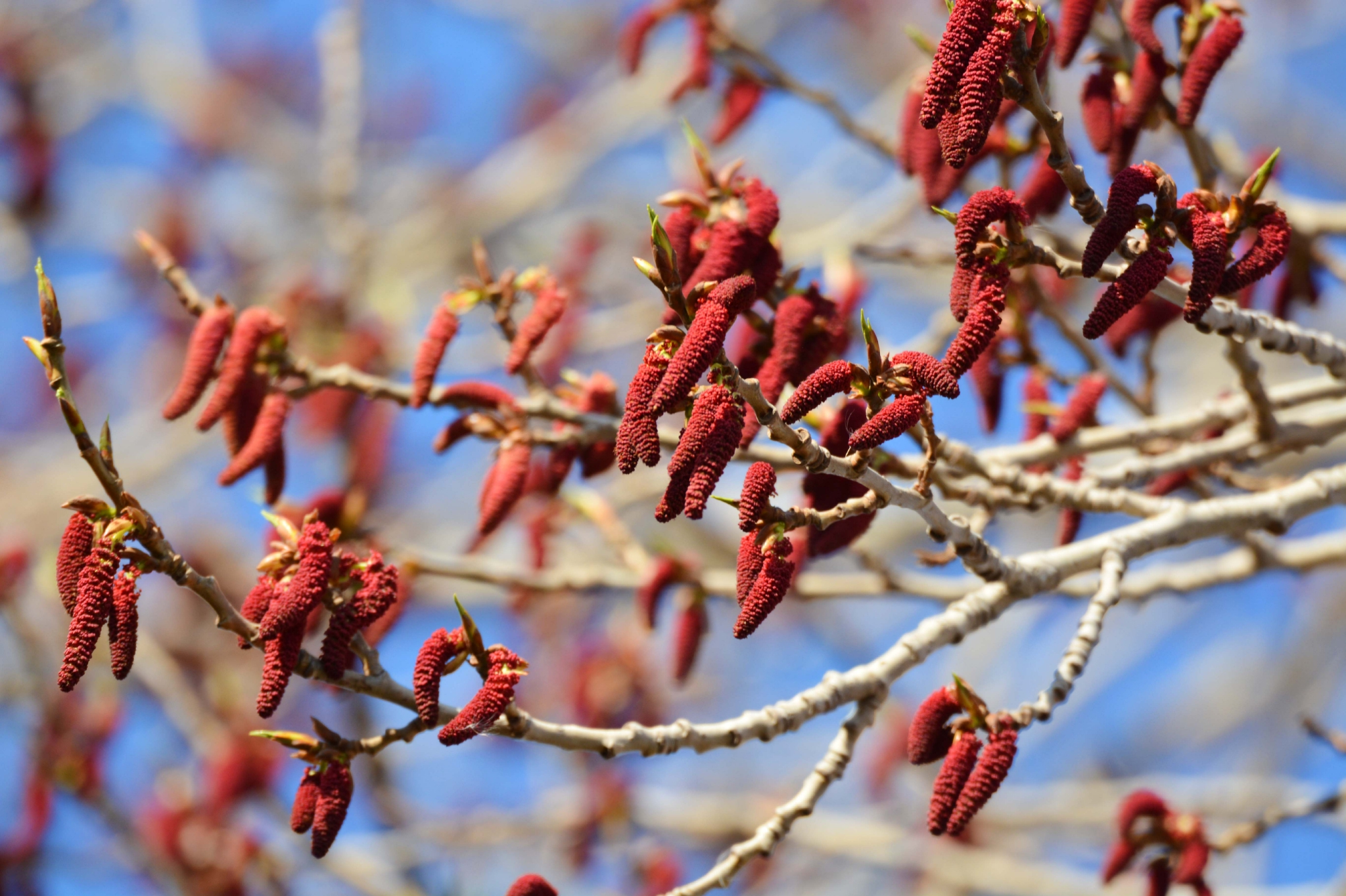 加拿大杨树花,原创拍摄加拿大杨树花,原创拍摄加拿大杨