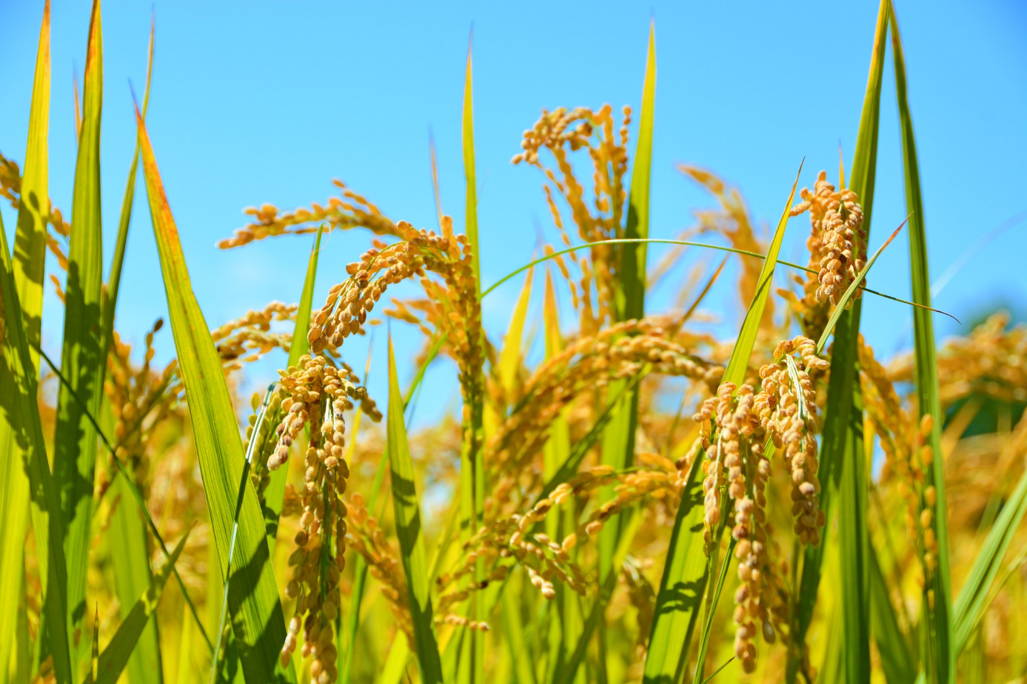 成熟的水稻,原创拍摄