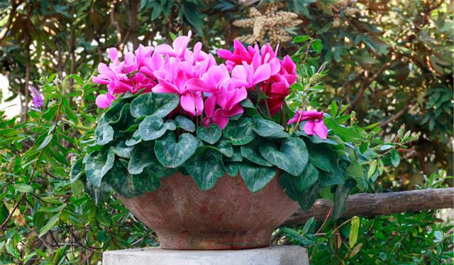 仙客来即将进入“睡眠”模式,调整养护,来年花量翻倍休闲区蓝鸢梦想 - Www.slyday.coM 仙客来即将进入“睡眠”模式,调整养护,来年花量翻倍休闲区蓝鸢梦想 - Www.slyday.coM