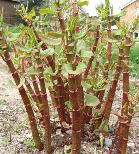 农村这种野草,平淡无奇长似竹节却用处多,遇见了请留意一下|虎杖|竹节