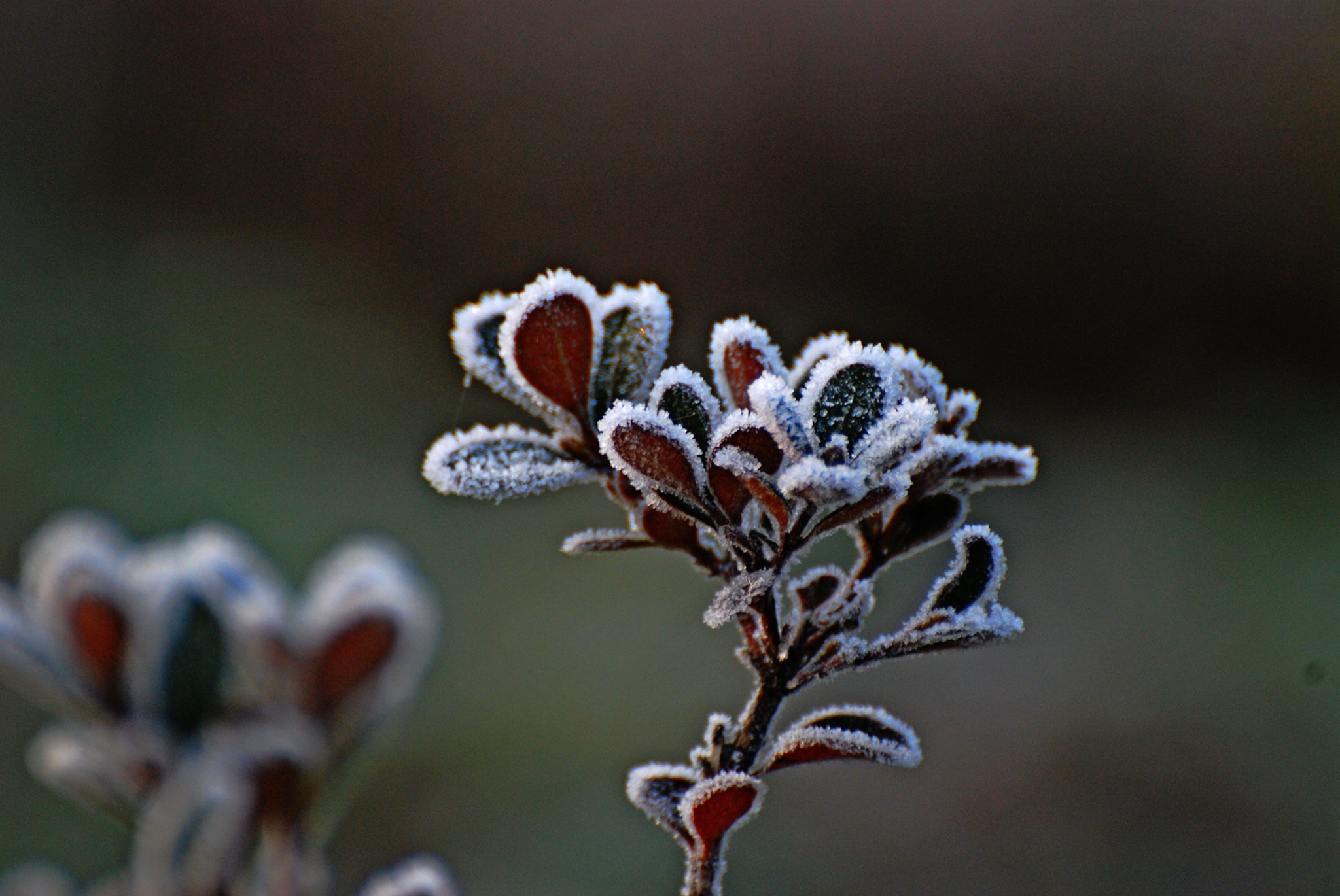 霜花|无锡|优雅_新浪新闻