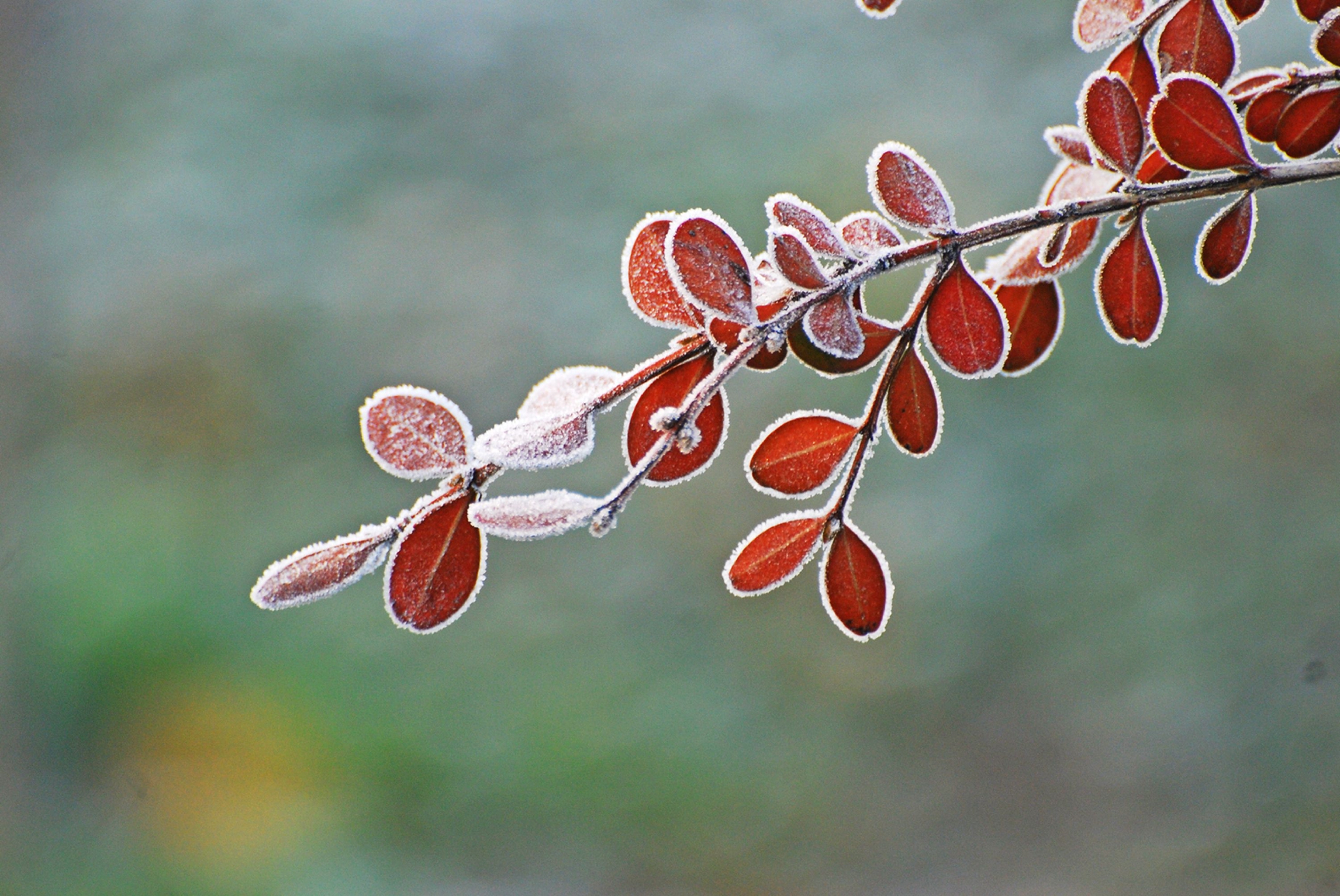 无锡冬天的美,虽不经常有粗狂豪放的雪花,但有细腻优雅的霜花.